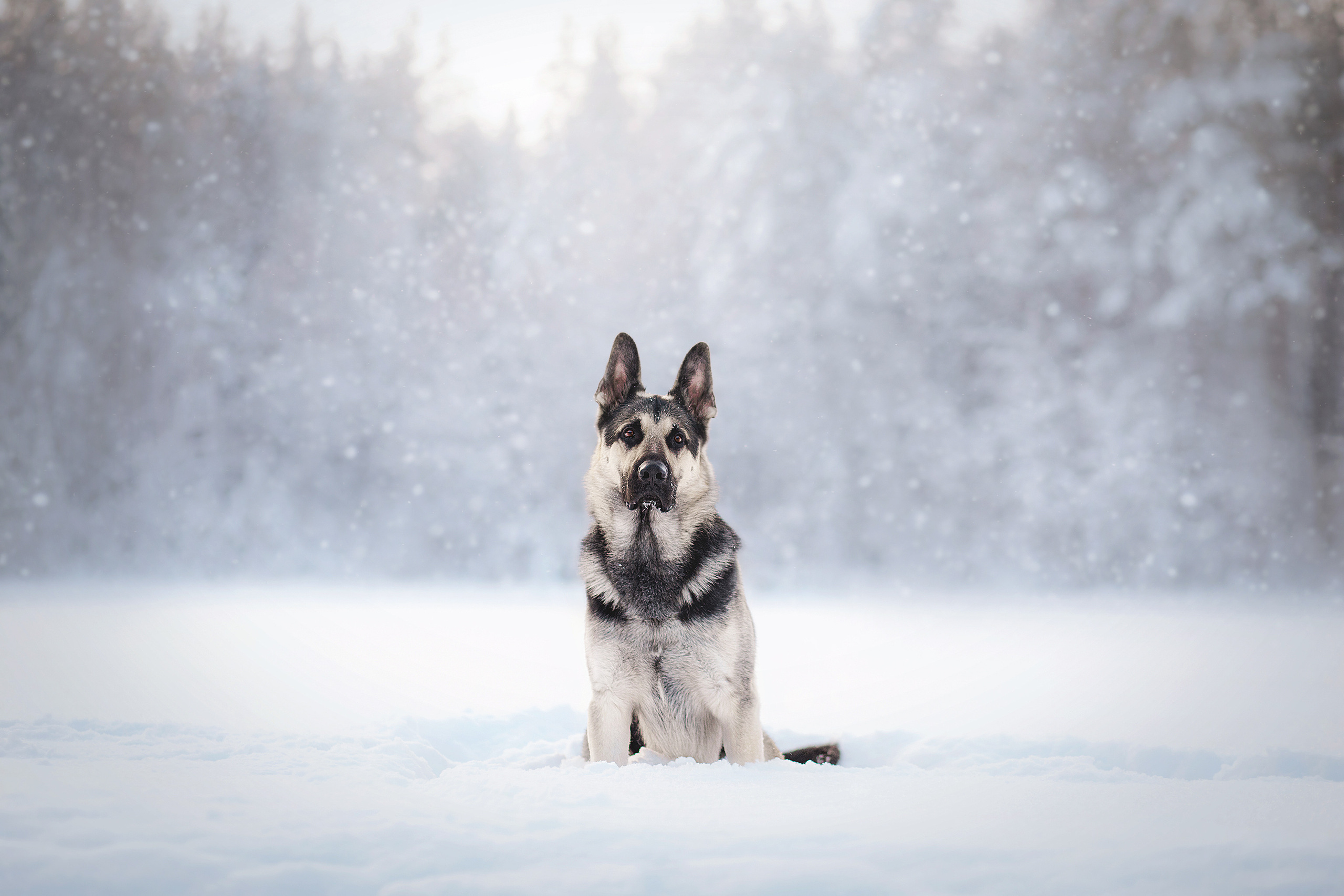 Люмбо и Дина. Фотограф-анималист • love-story • Санкт-Петербург