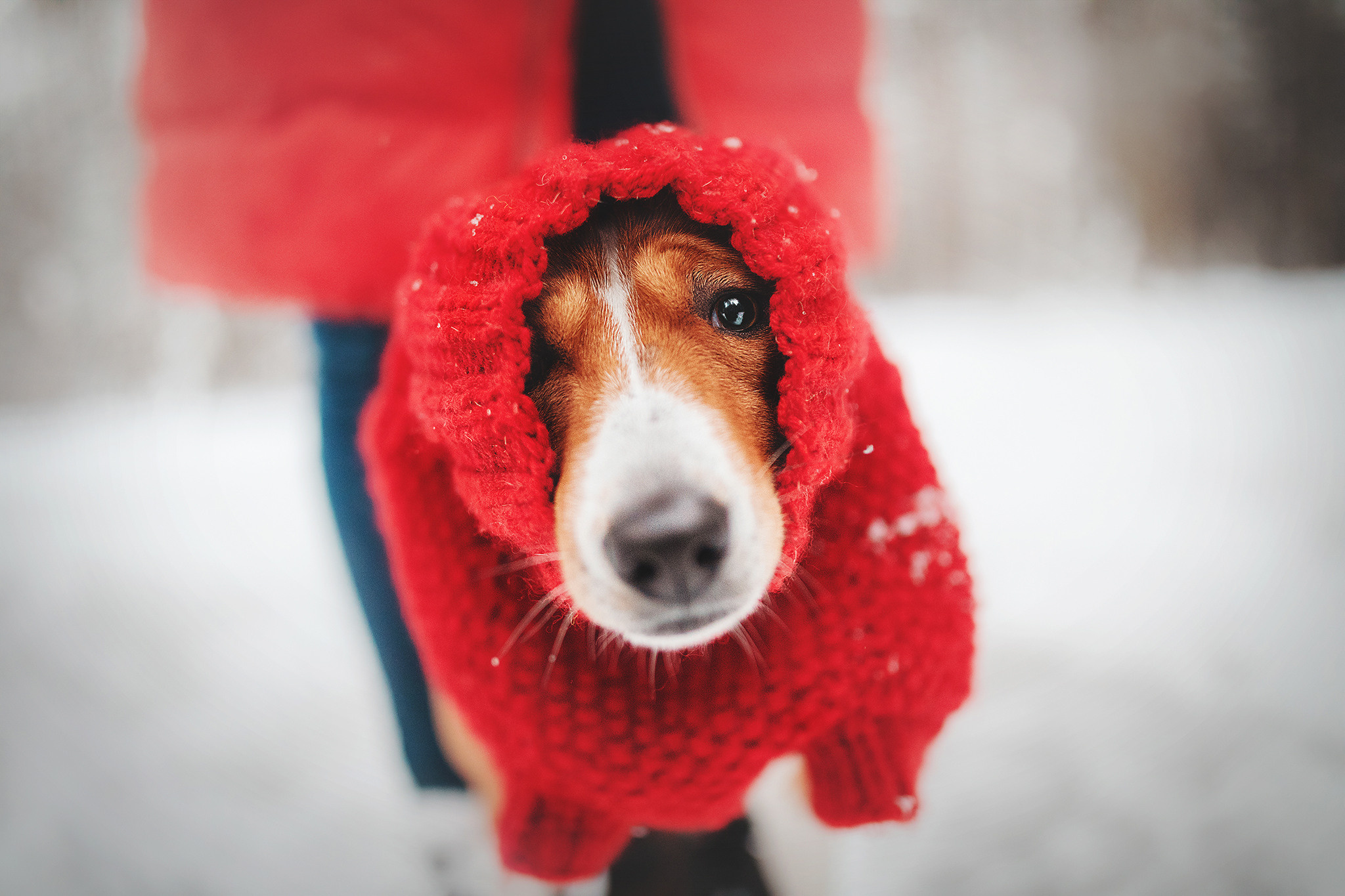 Семейная Юля, Барни и мама. Фотограф-анималист • love-story • Санкт-Петербург