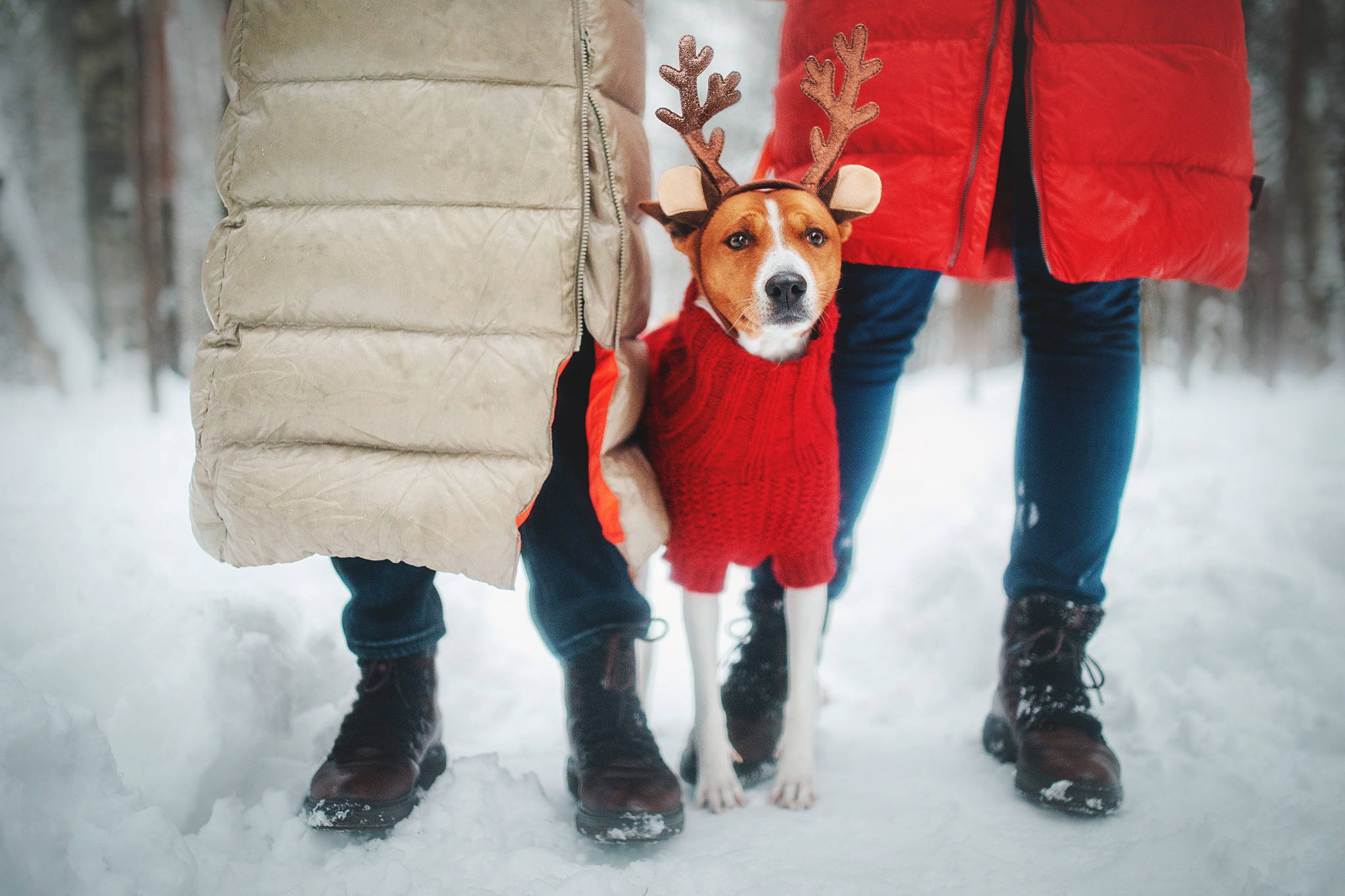 Семейная Юля, Барни и мама. Фотограф-анималист • love-story • Санкт-Петербург
