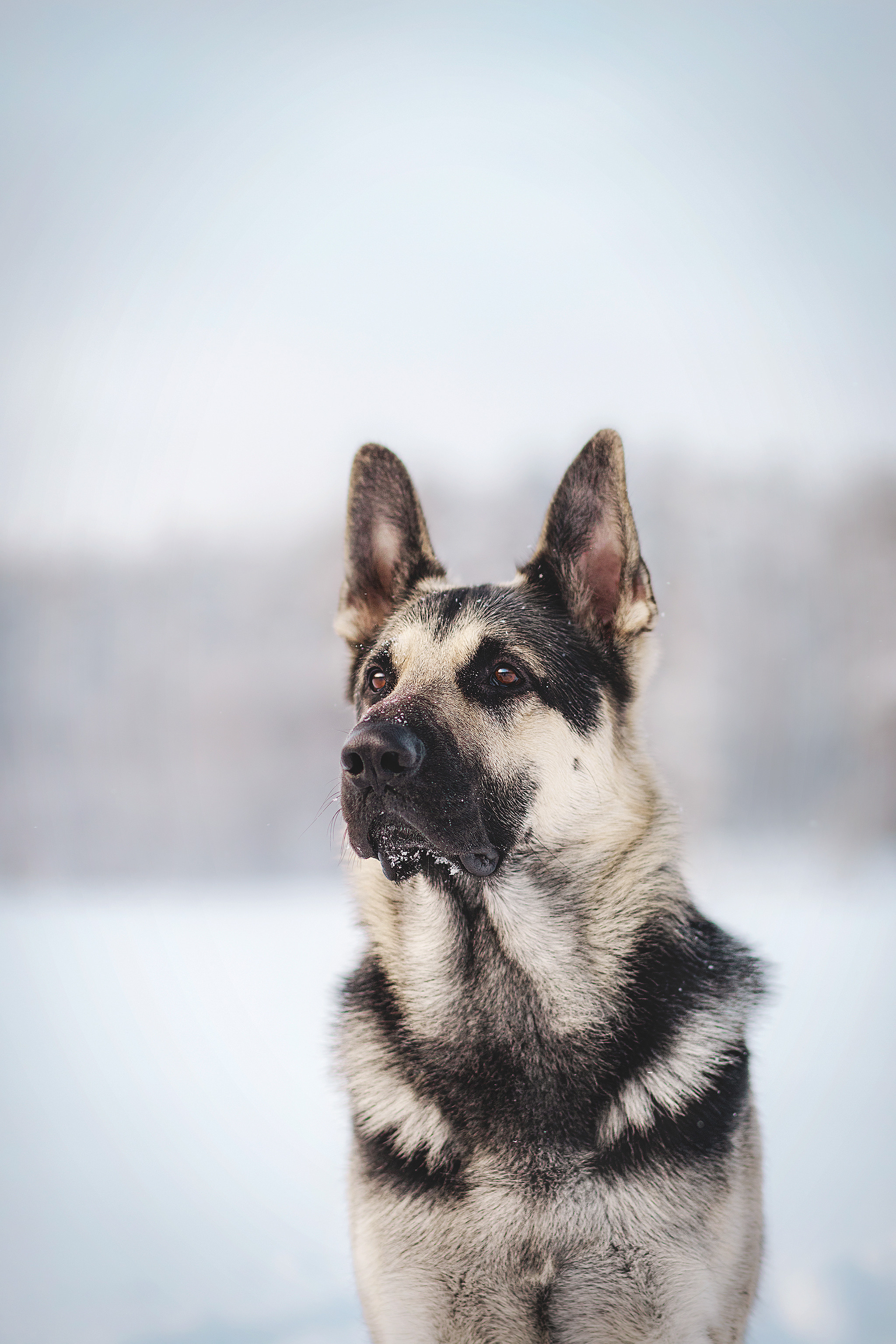 Люмбо и Дина. Фотограф-анималист • love-story • Санкт-Петербург