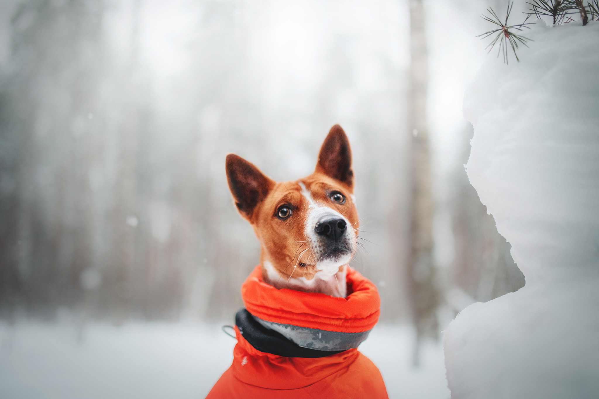 Семейная Юля, Барни и мама. Фотограф-анималист • love-story • Санкт-Петербург
