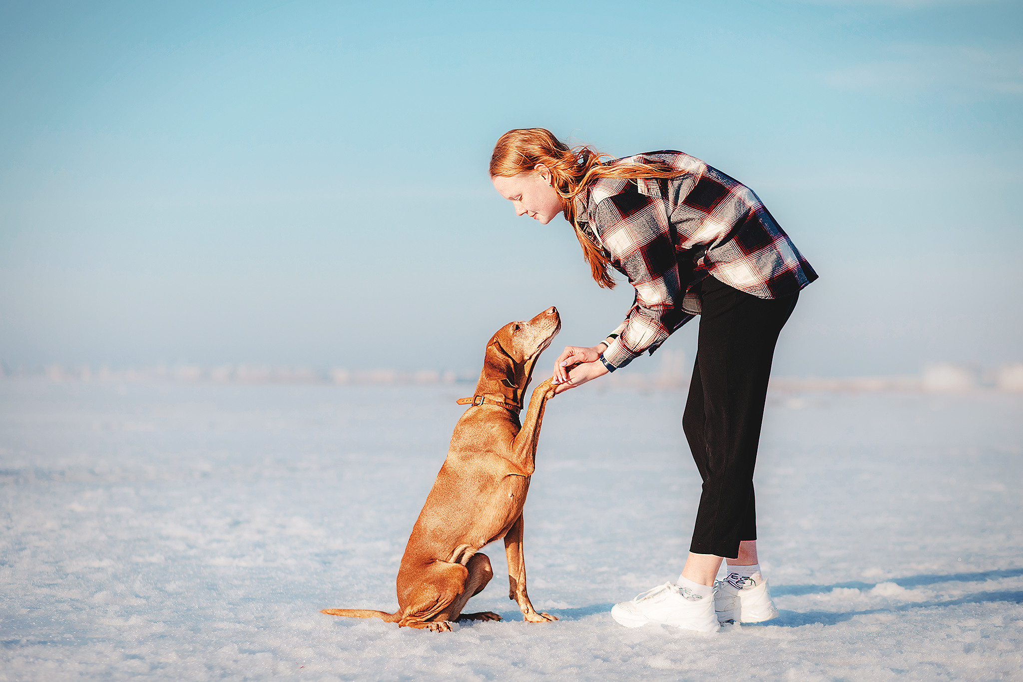 Выжла Паня и Алиса. Фотограф-анималист • love-story • Санкт-Петербург