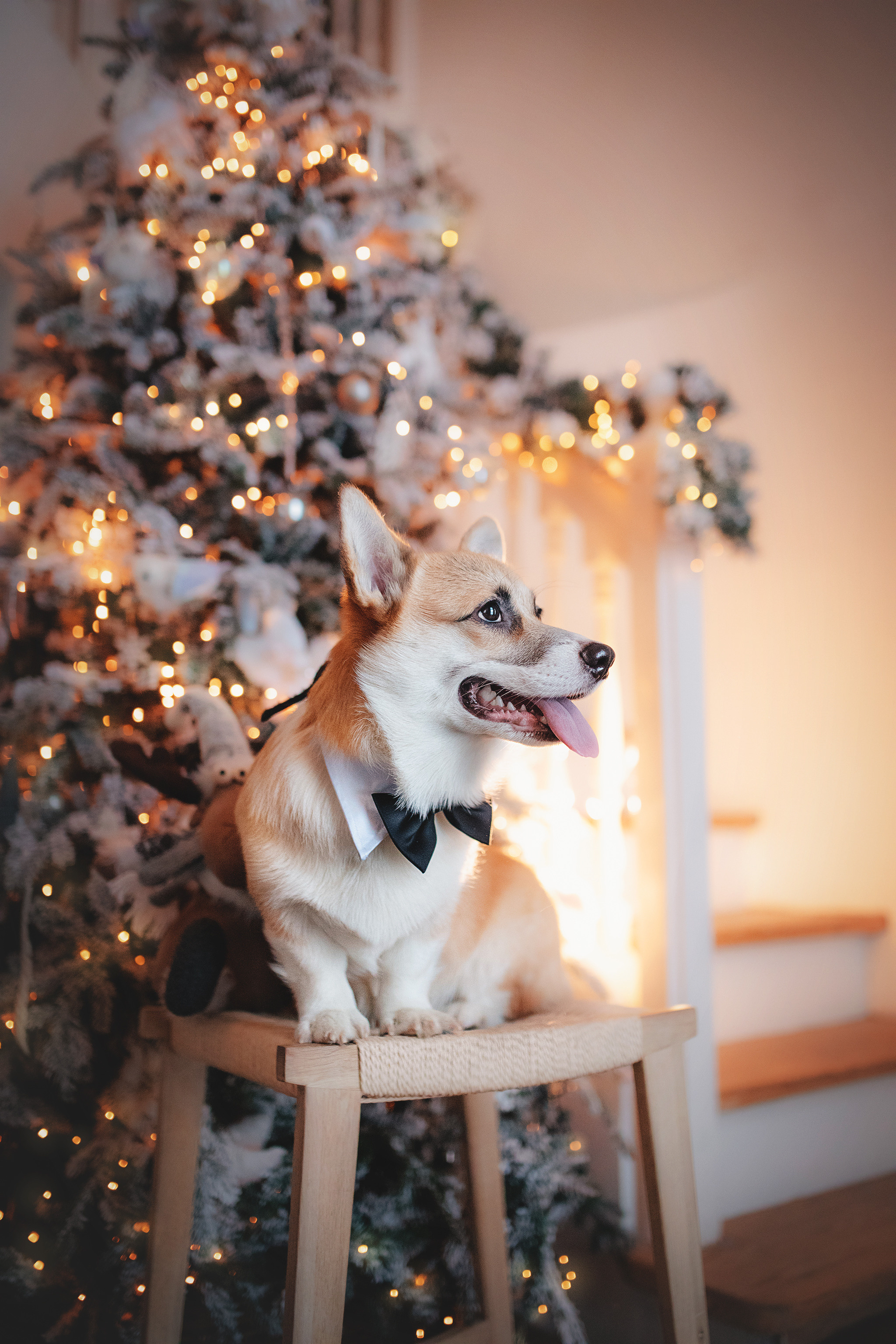 Ребята и Тимка. Фотограф-анималист • love-story • Санкт-Петербург