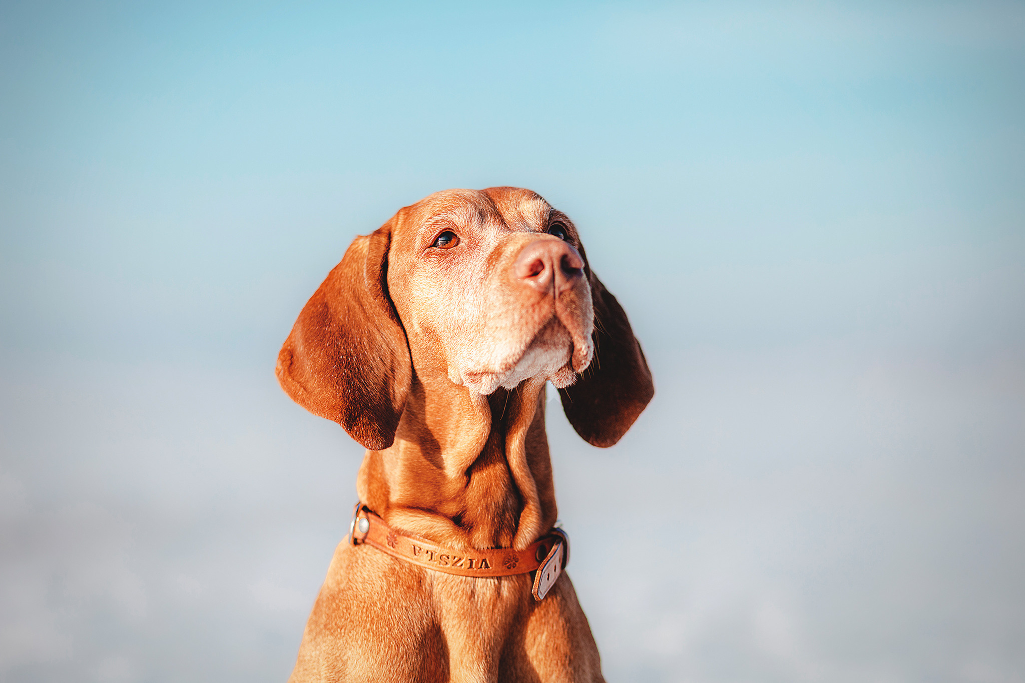 Выжла Паня и Алиса. Фотограф-анималист • love-story • Санкт-Петербург