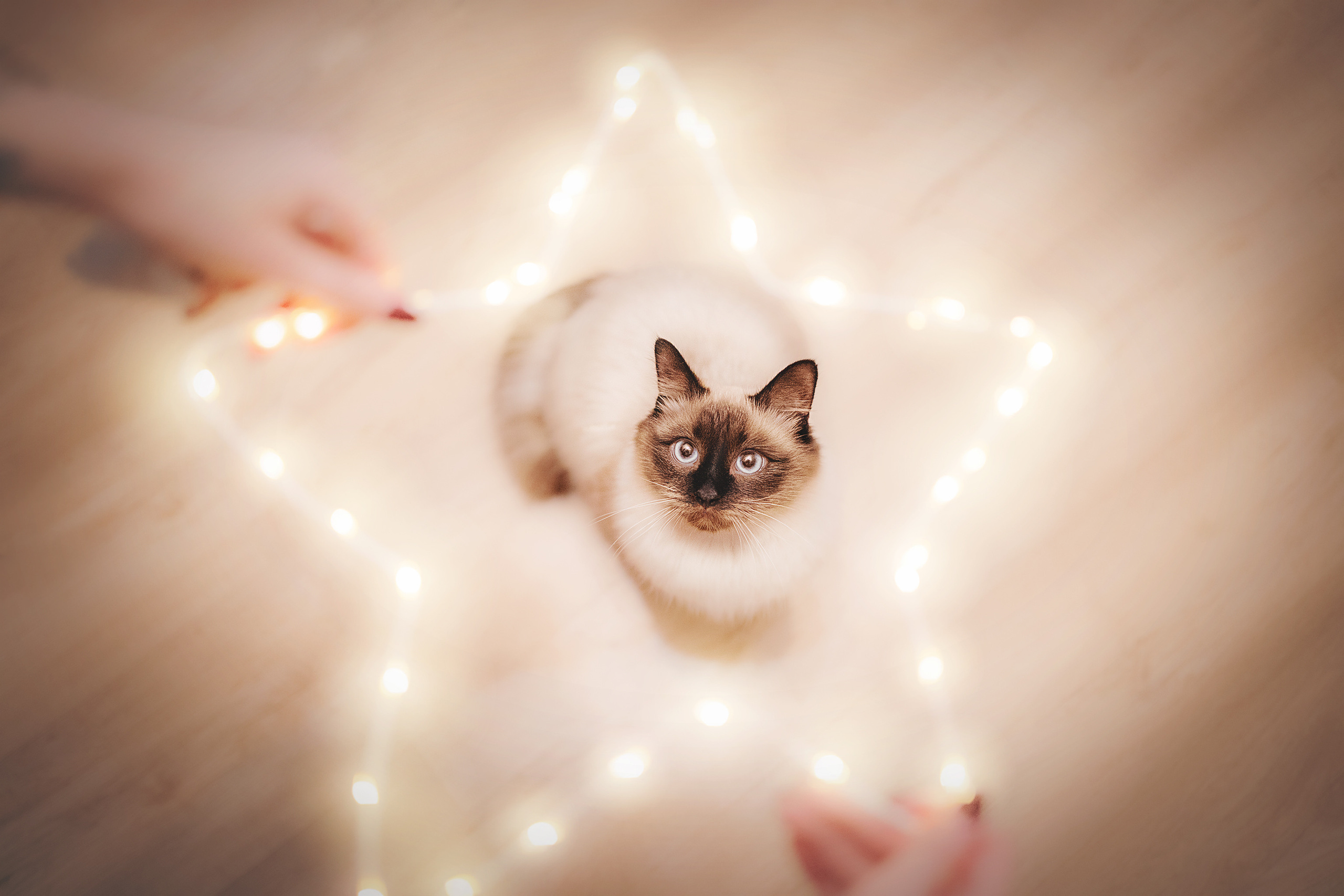 Серия с котиками. Фотограф-анималист • love-story • Санкт-Петербург