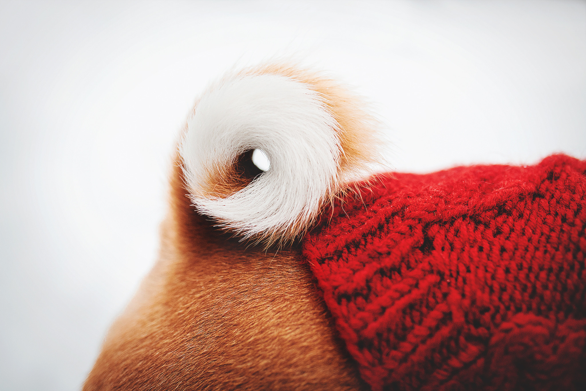 Семейная Юля, Барни и мама. Фотограф-анималист • love-story • Санкт-Петербург