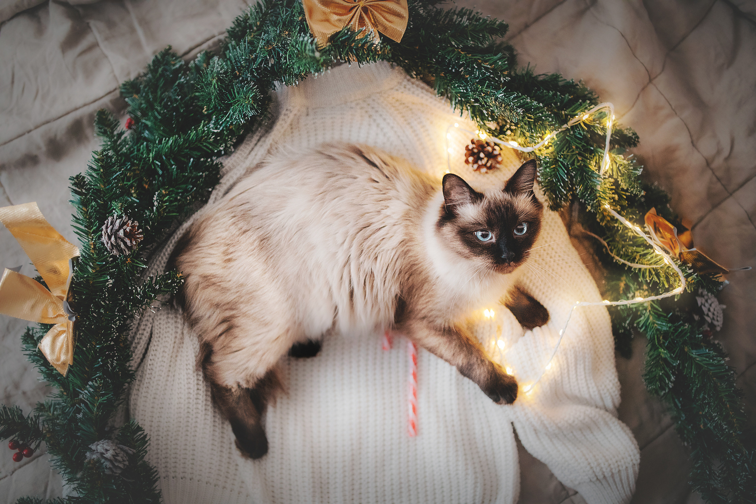 Серия с котиками. Фотограф-анималист • love-story • Санкт-Петербург