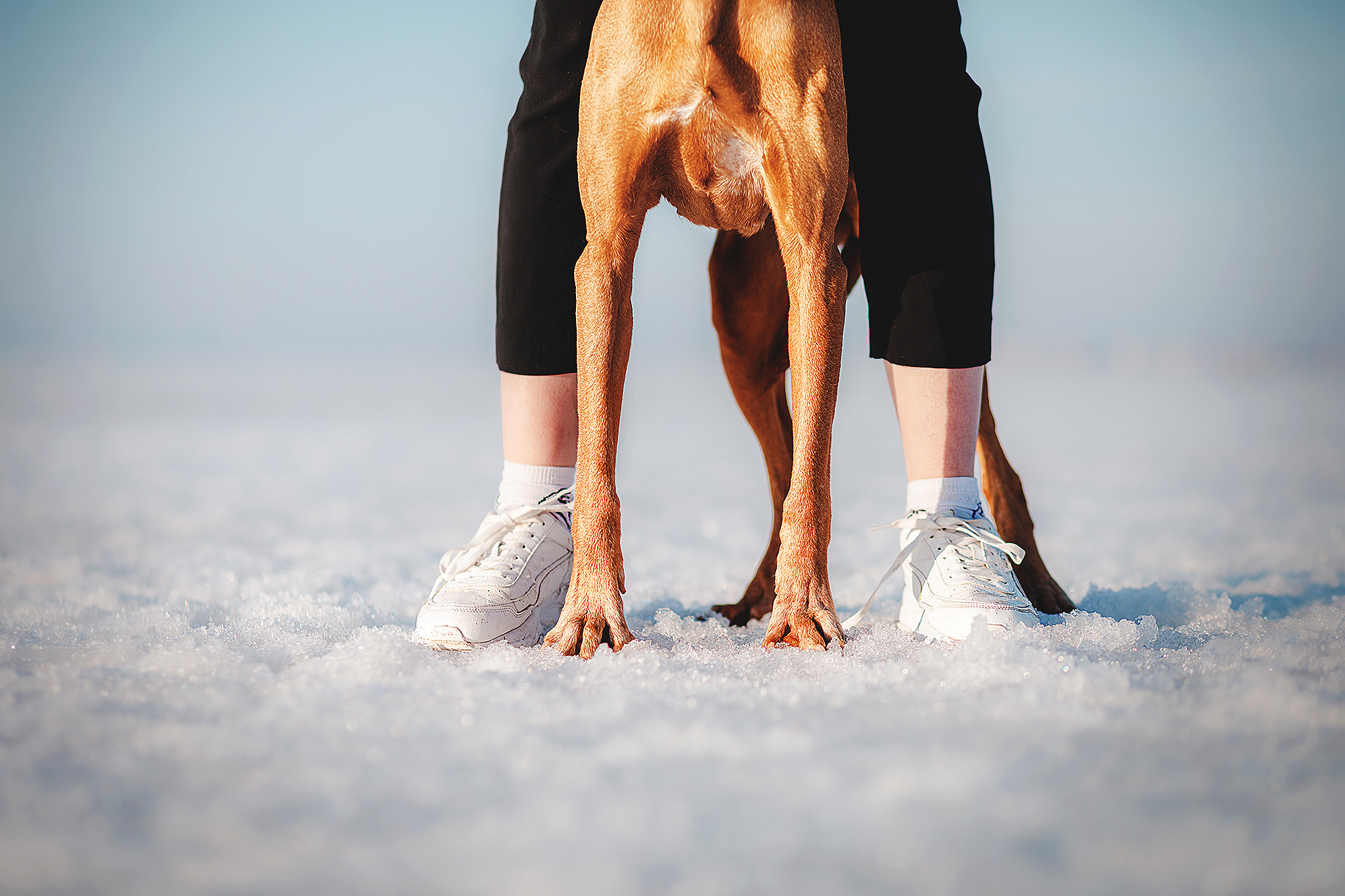Выжла Паня и Алиса. Фотограф-анималист • love-story • Санкт-Петербург