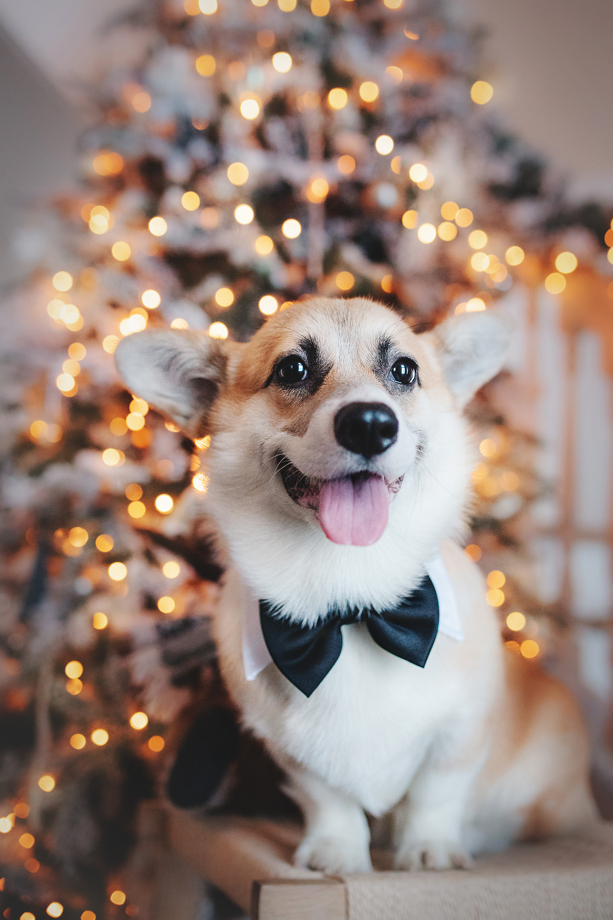 Ребята и Тимка. Фотограф-анималист • love-story • Санкт-Петербург