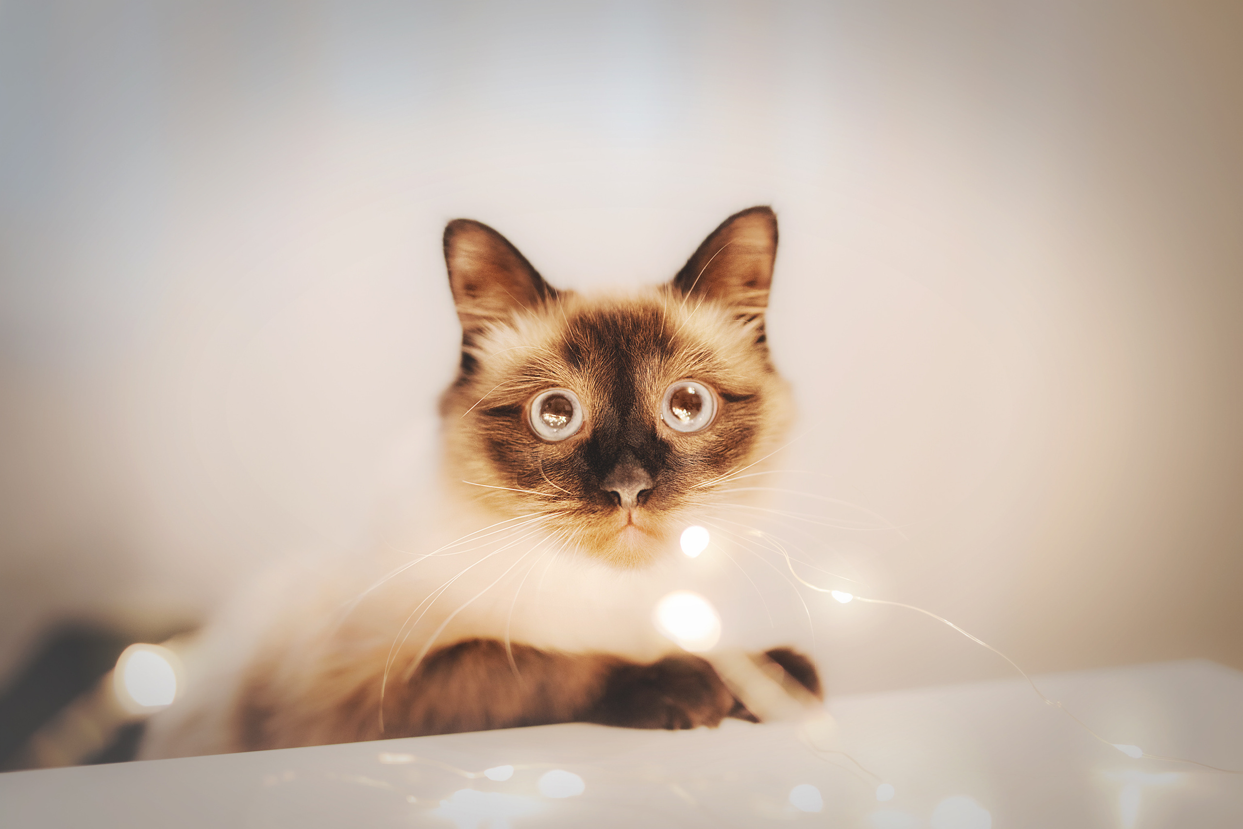 Серия с котиками. Фотограф-анималист • love-story • Санкт-Петербург