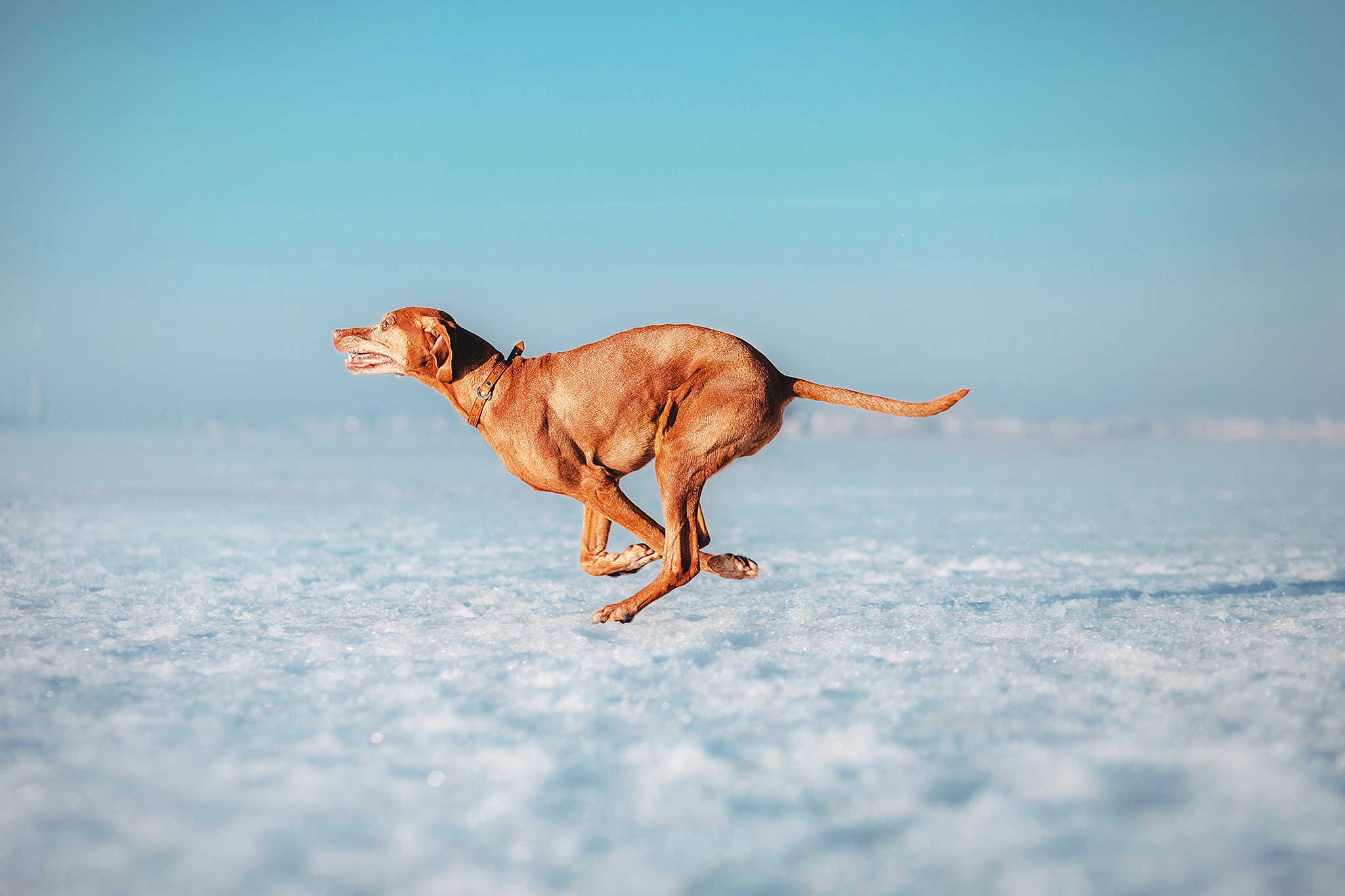 Выжла Паня и Алиса. Фотограф-анималист • love-story • Санкт-Петербург
