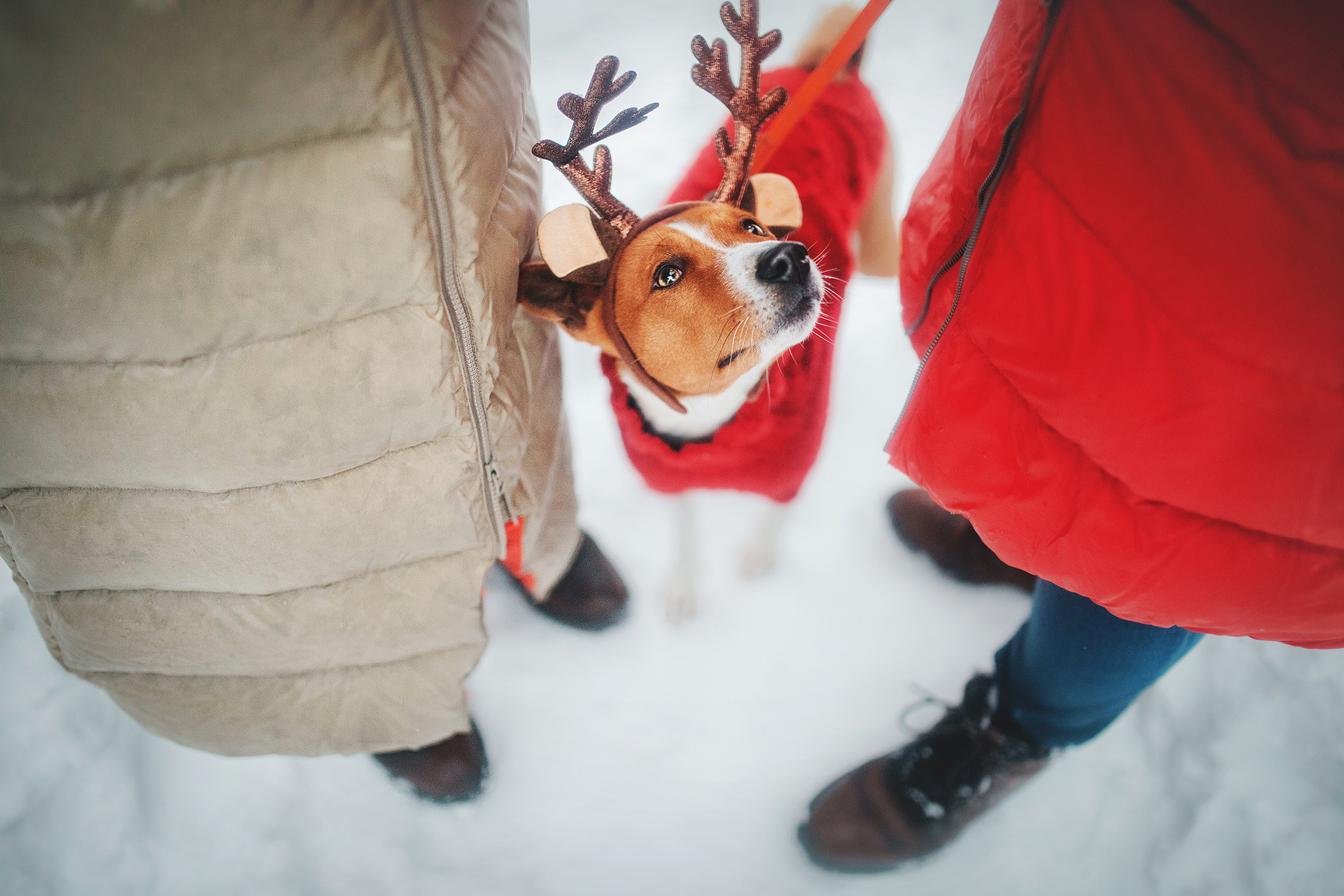 Семейная Юля, Барни и мама. Фотограф-анималист • love-story • Санкт-Петербург