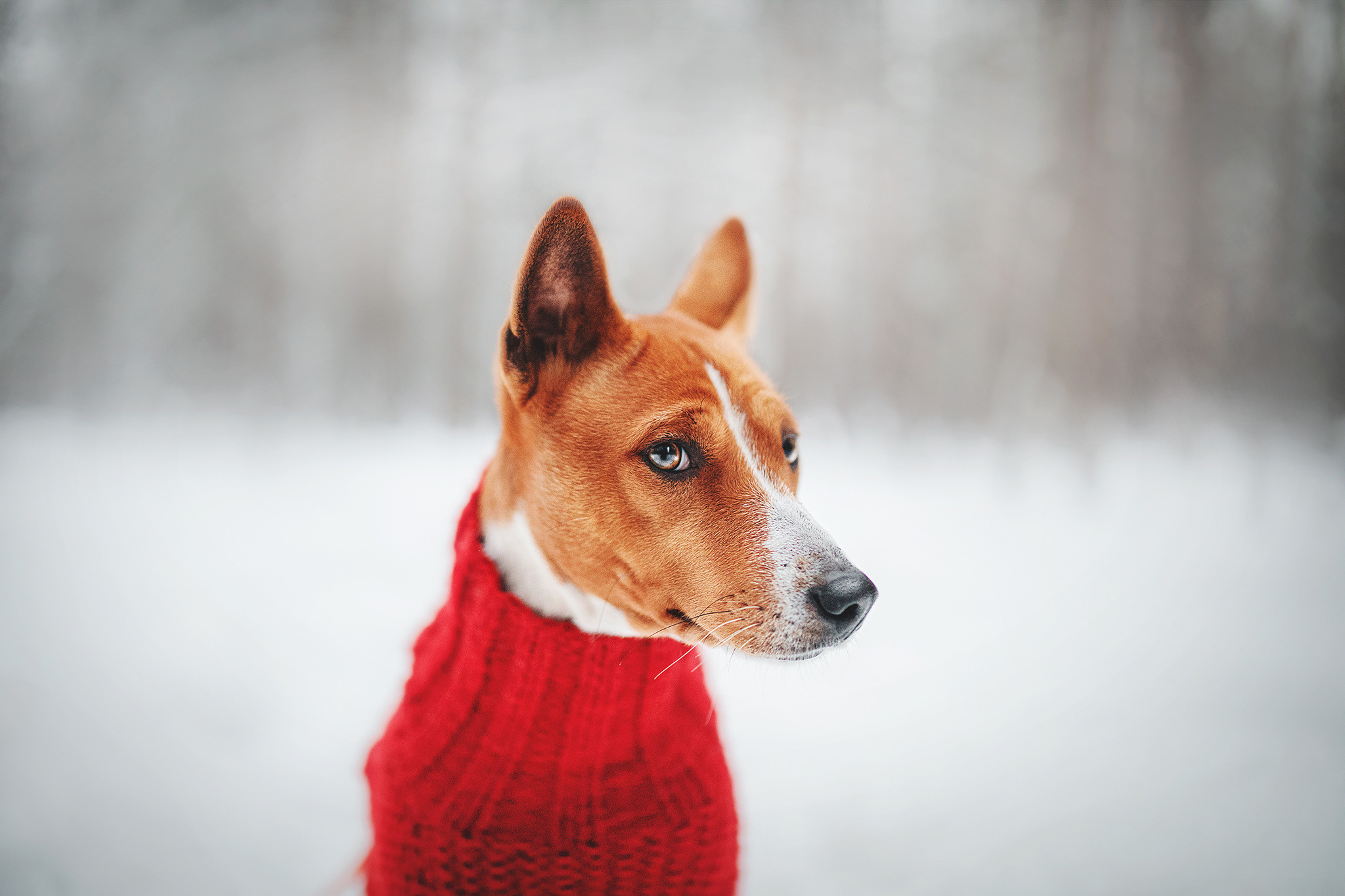 Семейная Юля, Барни и мама. Фотограф-анималист • love-story • Санкт-Петербург