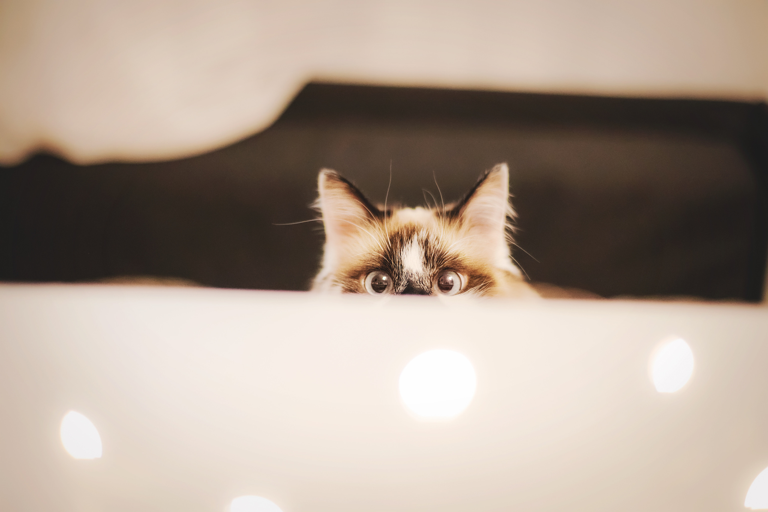 Серия с котиками. Фотограф-анималист • love-story • Санкт-Петербург