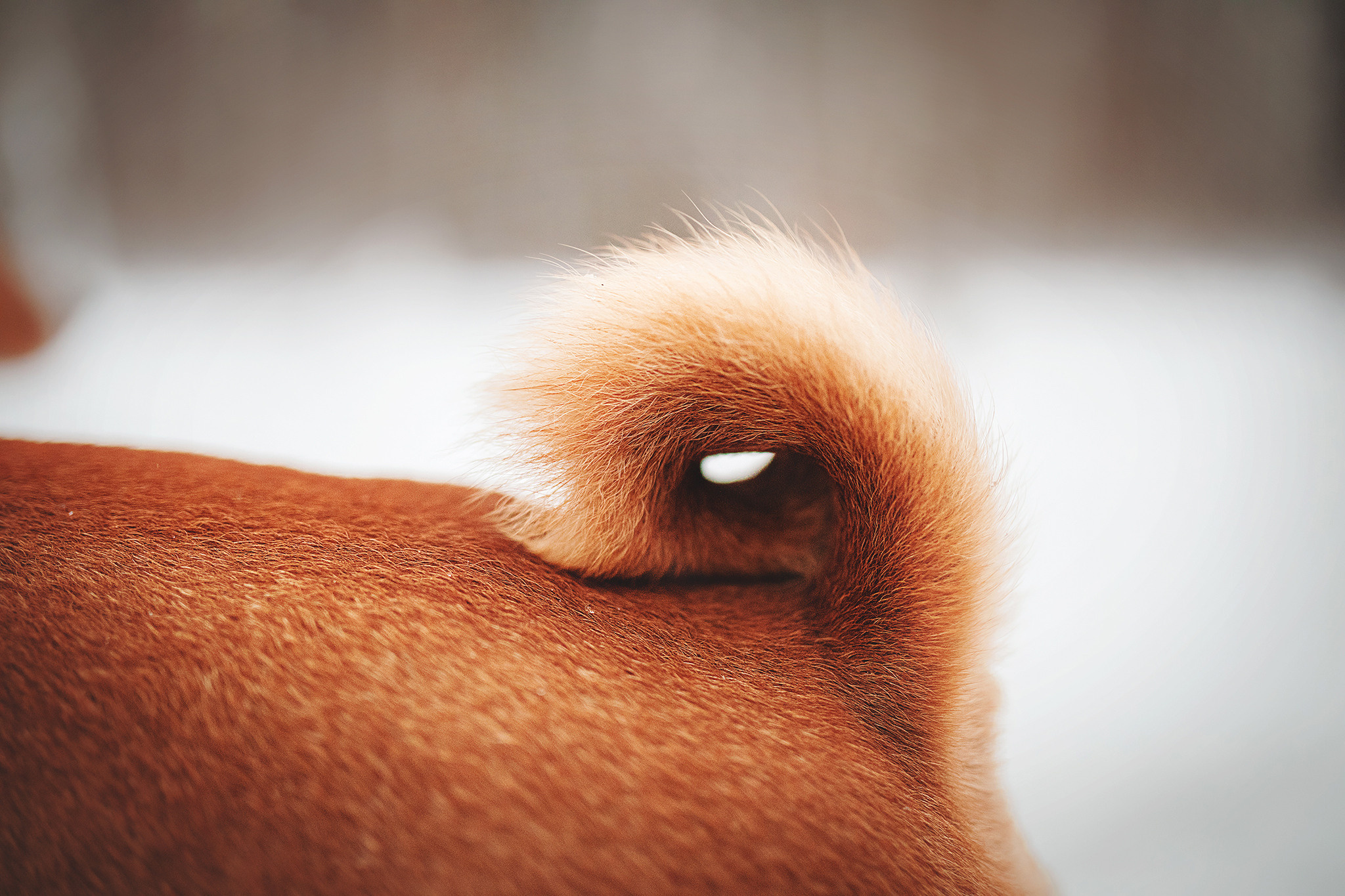 Семейная Юля, Барни и мама. Фотограф-анималист • love-story • Санкт-Петербург