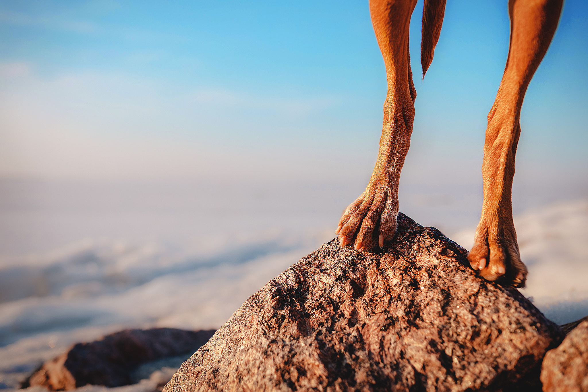 Выжла Паня и Алиса. Фотограф-анималист • love-story • Санкт-Петербург