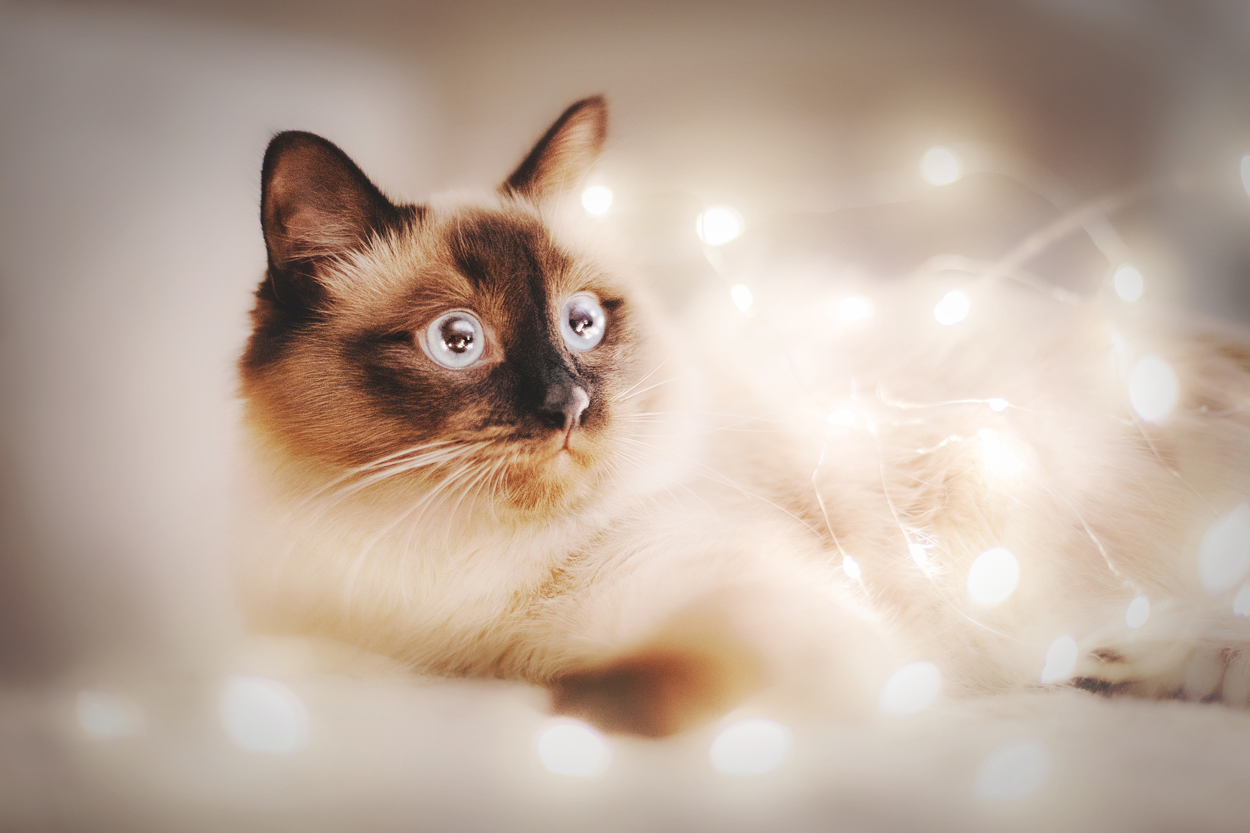 Серия с котиками. Фотограф-анималист • love-story • Санкт-Петербург