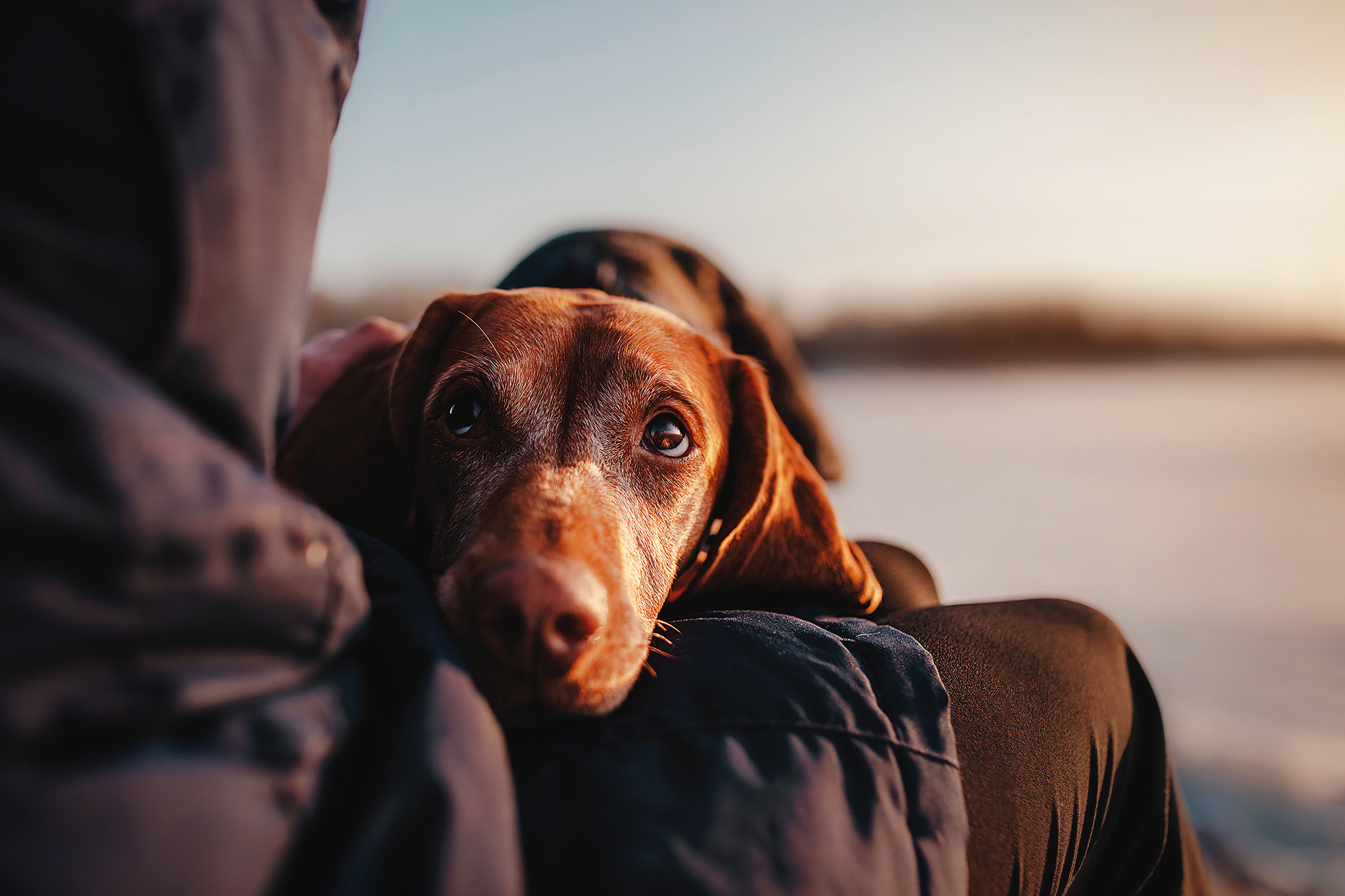 Выжла Паня и Алиса. Фотограф-анималист • love-story • Санкт-Петербург
