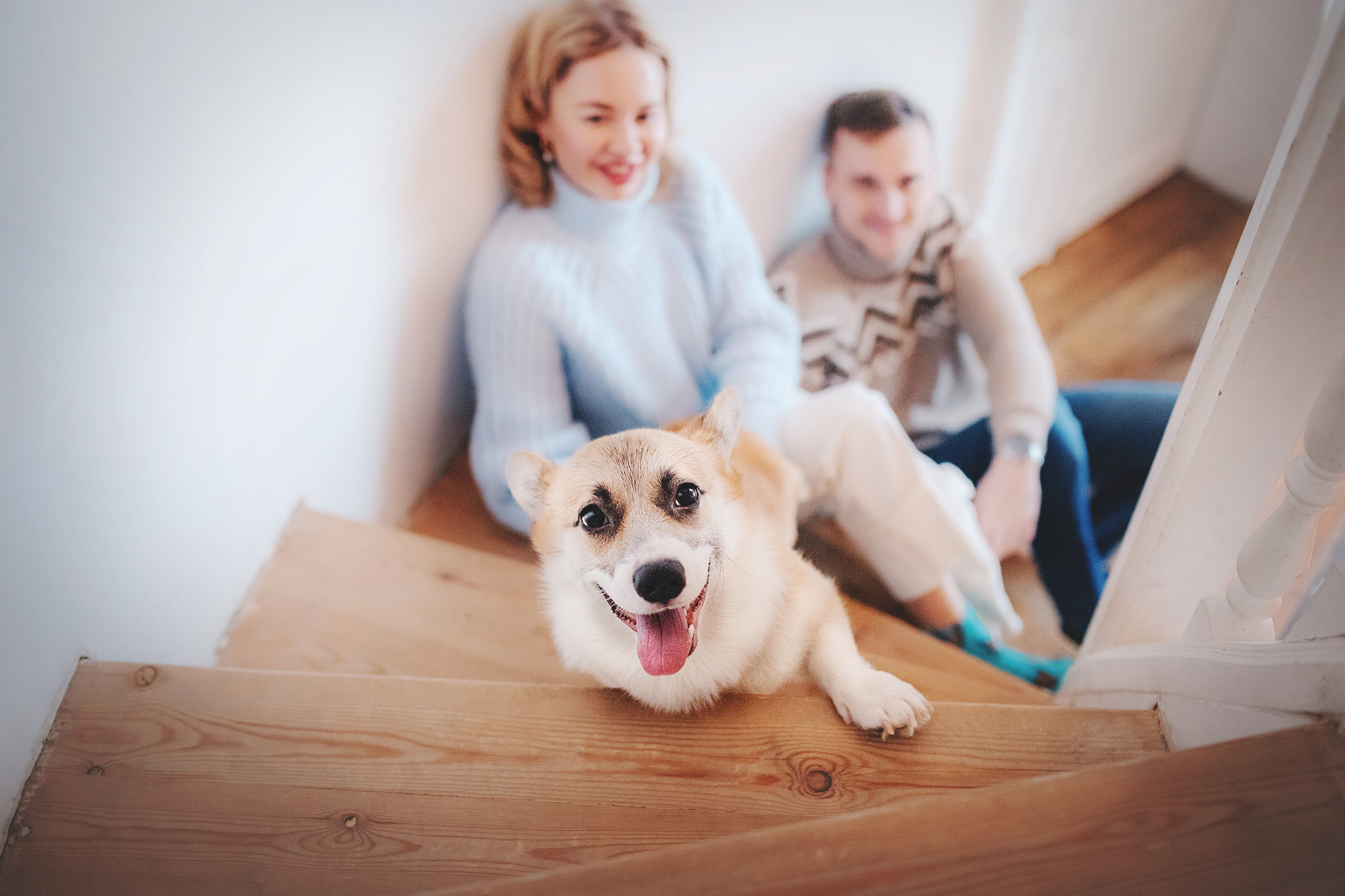 Ребята и Тимка. Фотограф-анималист • love-story • Санкт-Петербург