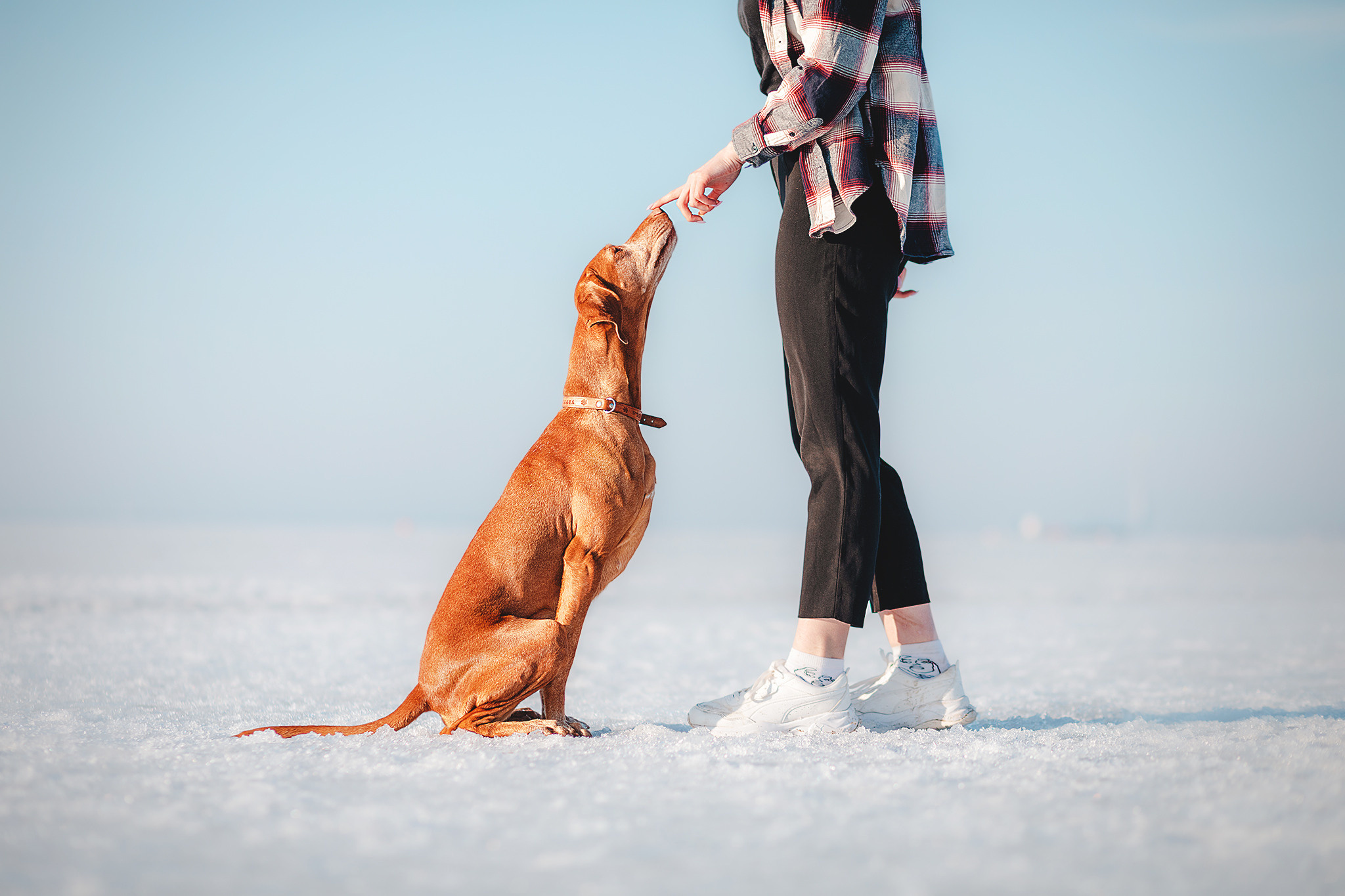 Выжла Паня и Алиса. Фотограф-анималист • love-story • Санкт-Петербург