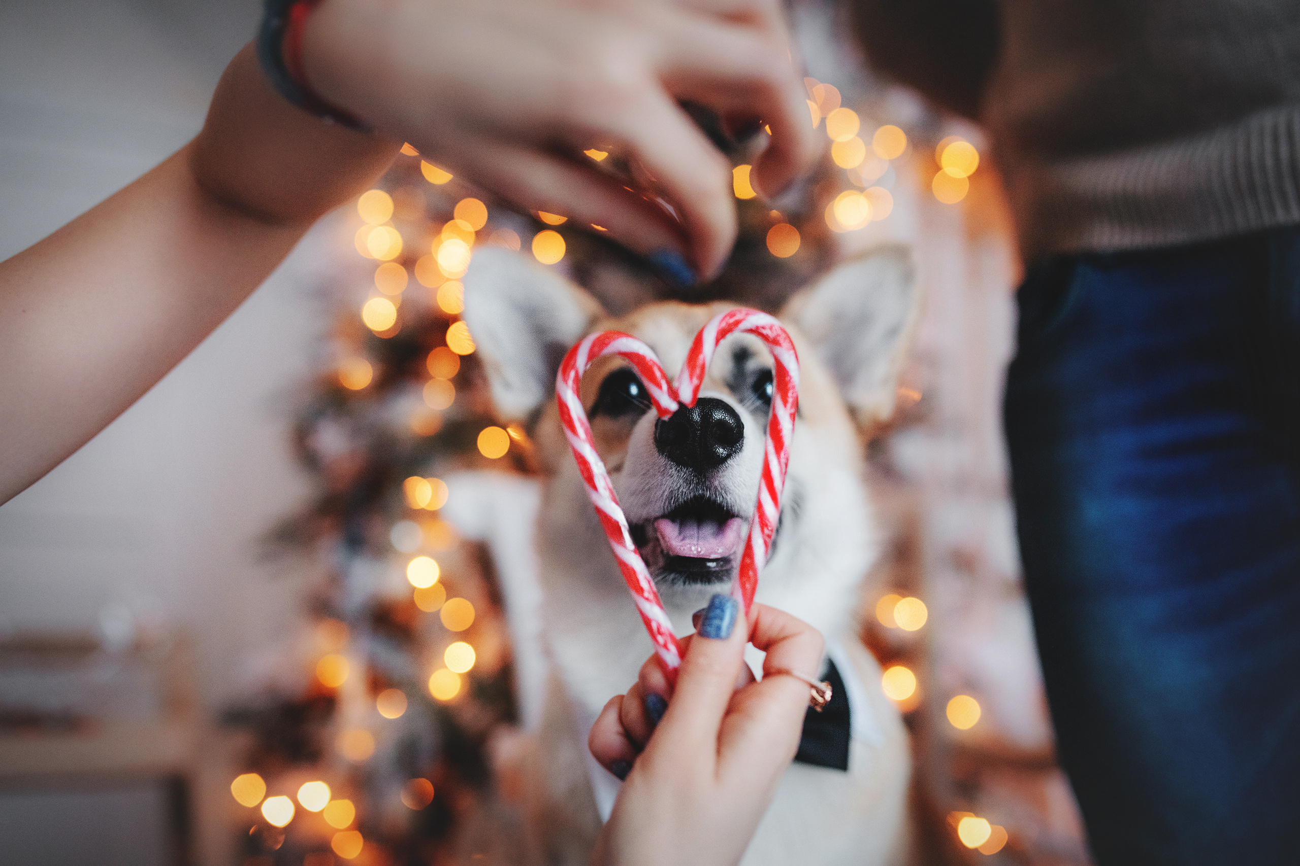 Ребята и Тимка. Фотограф-анималист • love-story • Санкт-Петербург