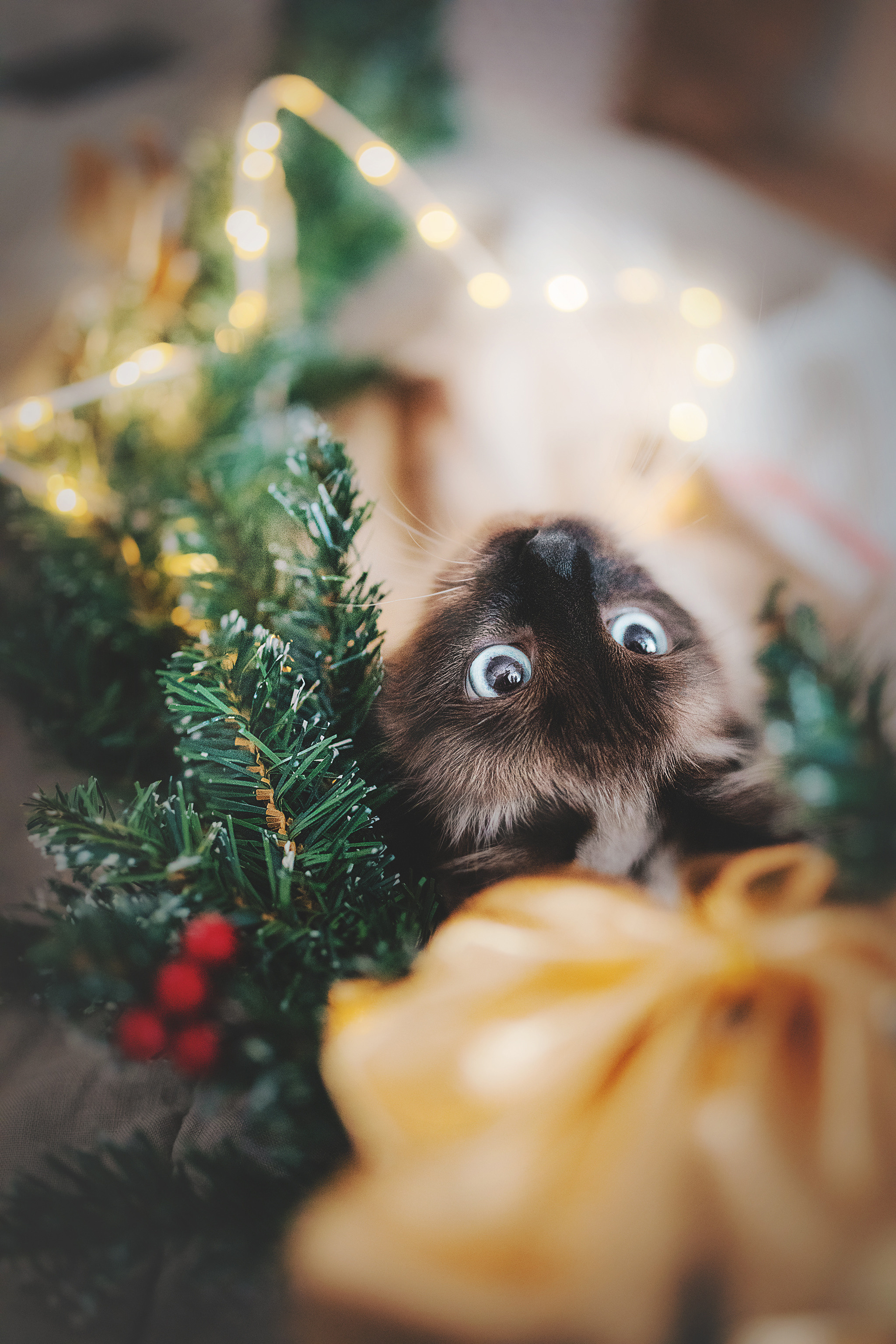 Серия с котиками. Фотограф-анималист • love-story • Санкт-Петербург