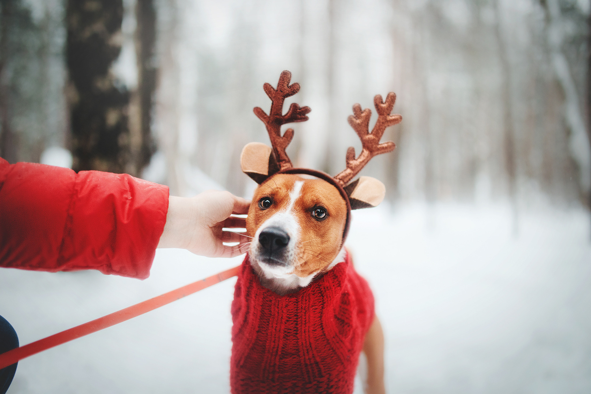 Семейная Юля, Барни и мама. Фотограф-анималист • love-story • Санкт-Петербург