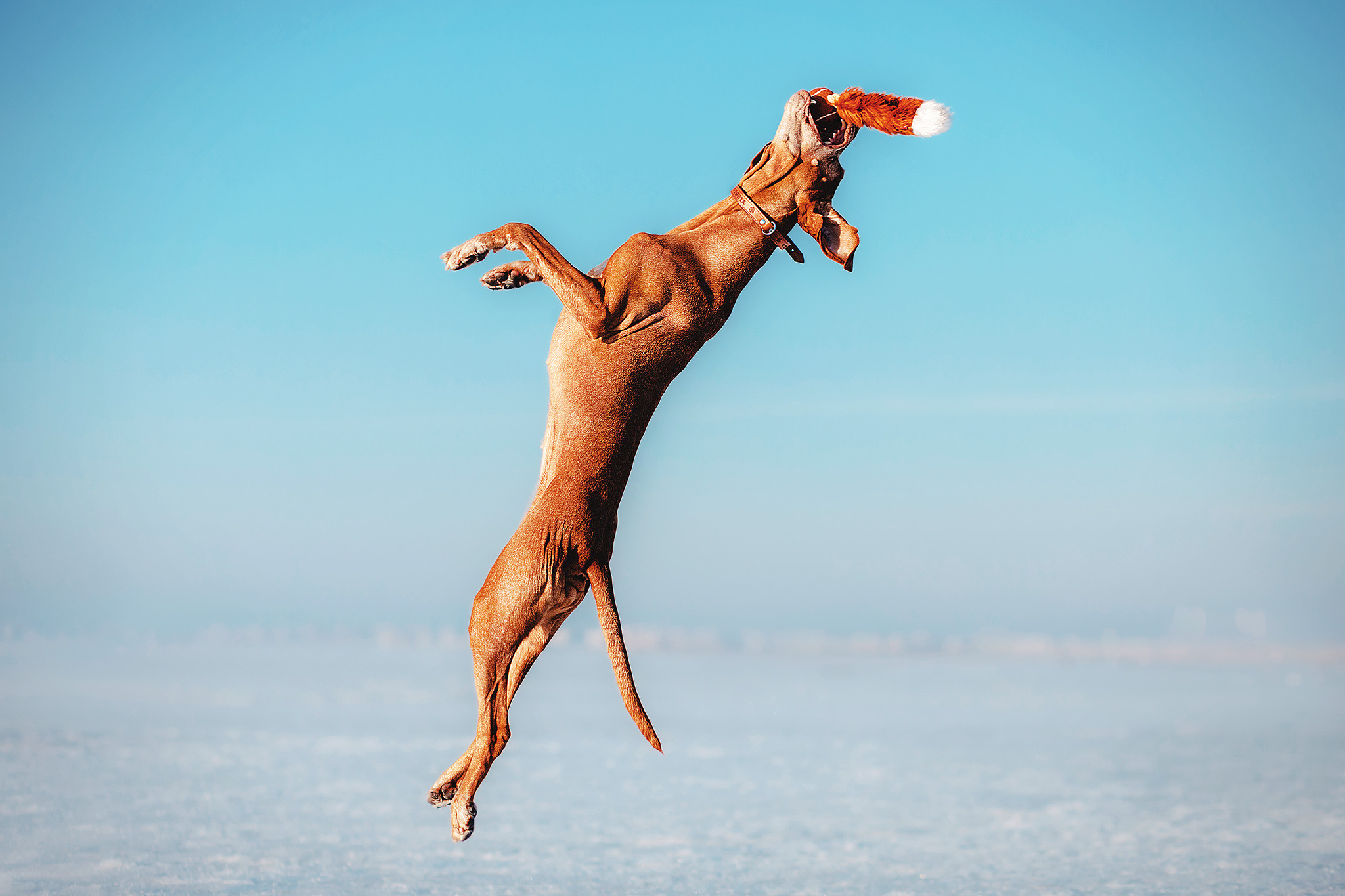 Выжла Паня и Алиса. Фотограф-анималист • love-story • Санкт-Петербург