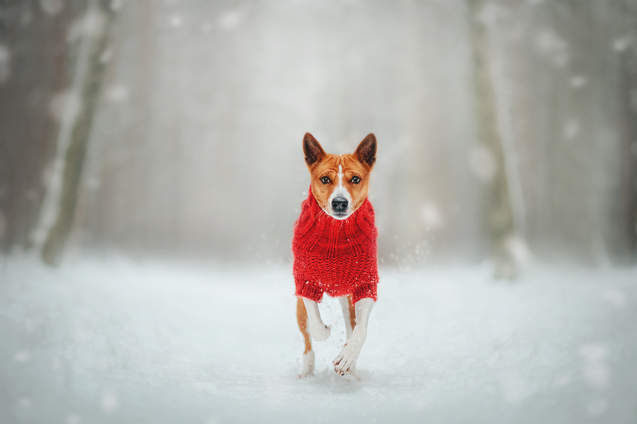 Семейная Юля, Барни и мама. Фотограф-анималист • love-story • Санкт-Петербург