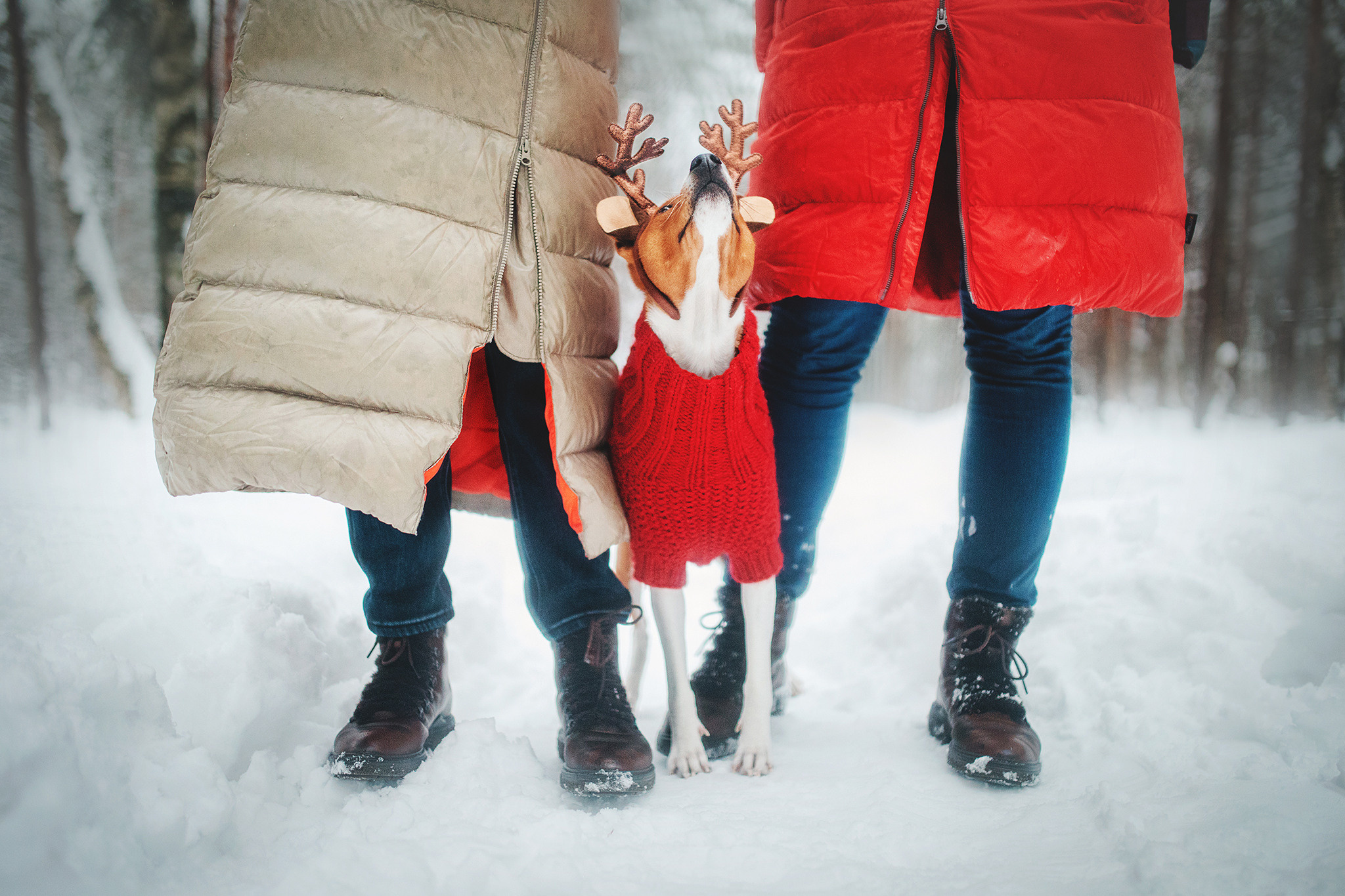 Семейная Юля, Барни и мама. Фотограф-анималист • love-story • Санкт-Петербург
