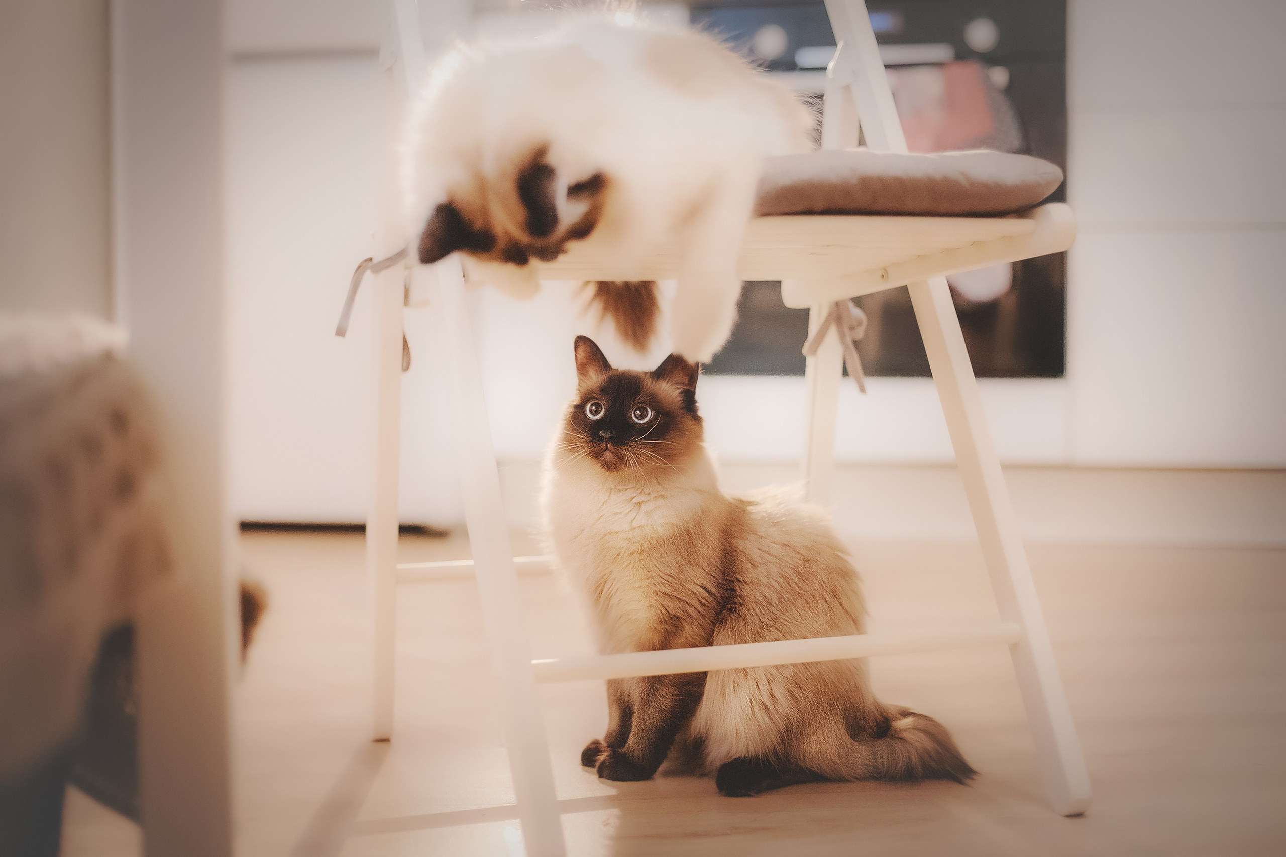 Серия с котиками. Фотограф-анималист • love-story • Санкт-Петербург