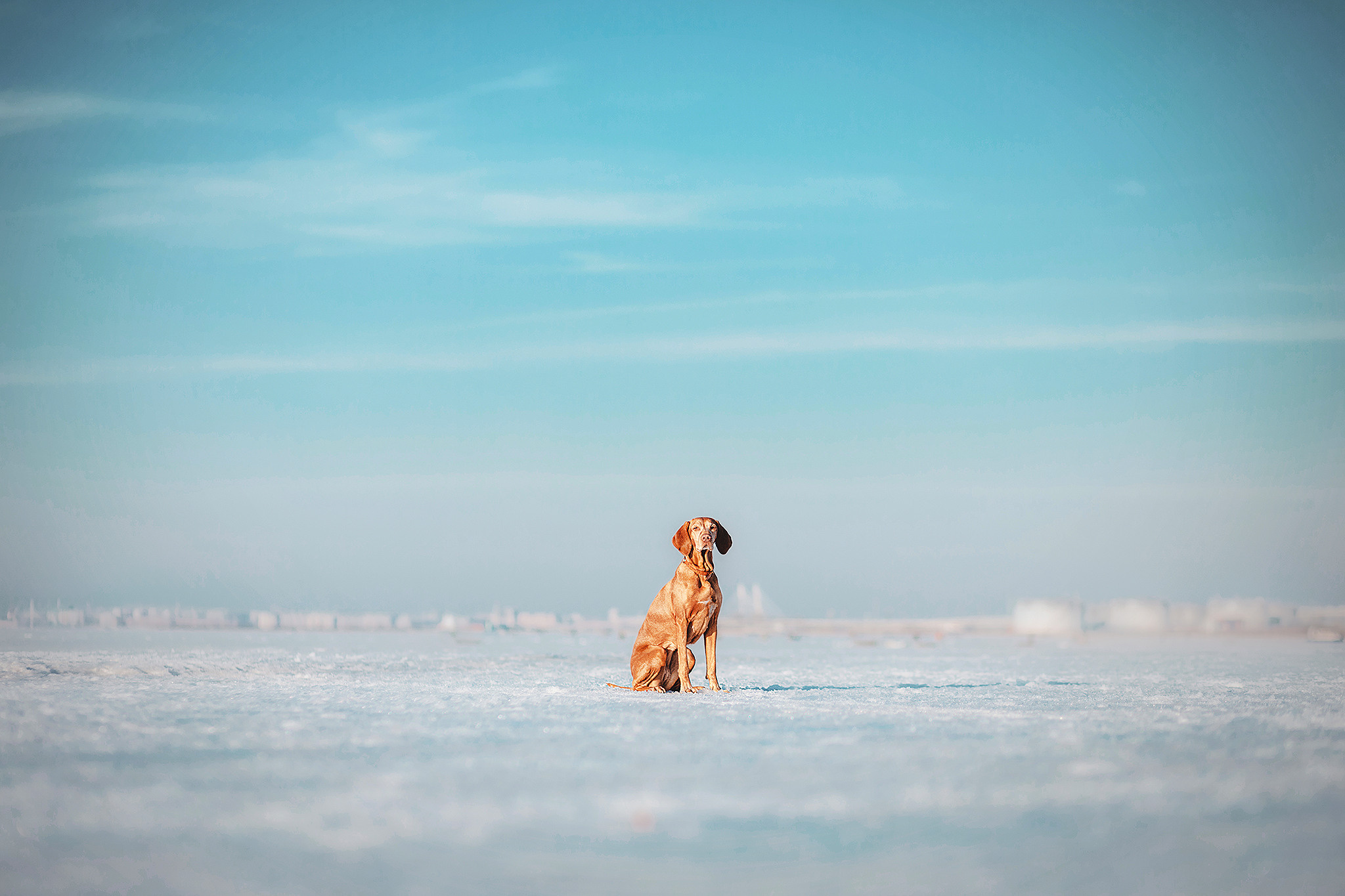 Выжла Паня и Алиса. Фотограф-анималист • love-story • Санкт-Петербург
