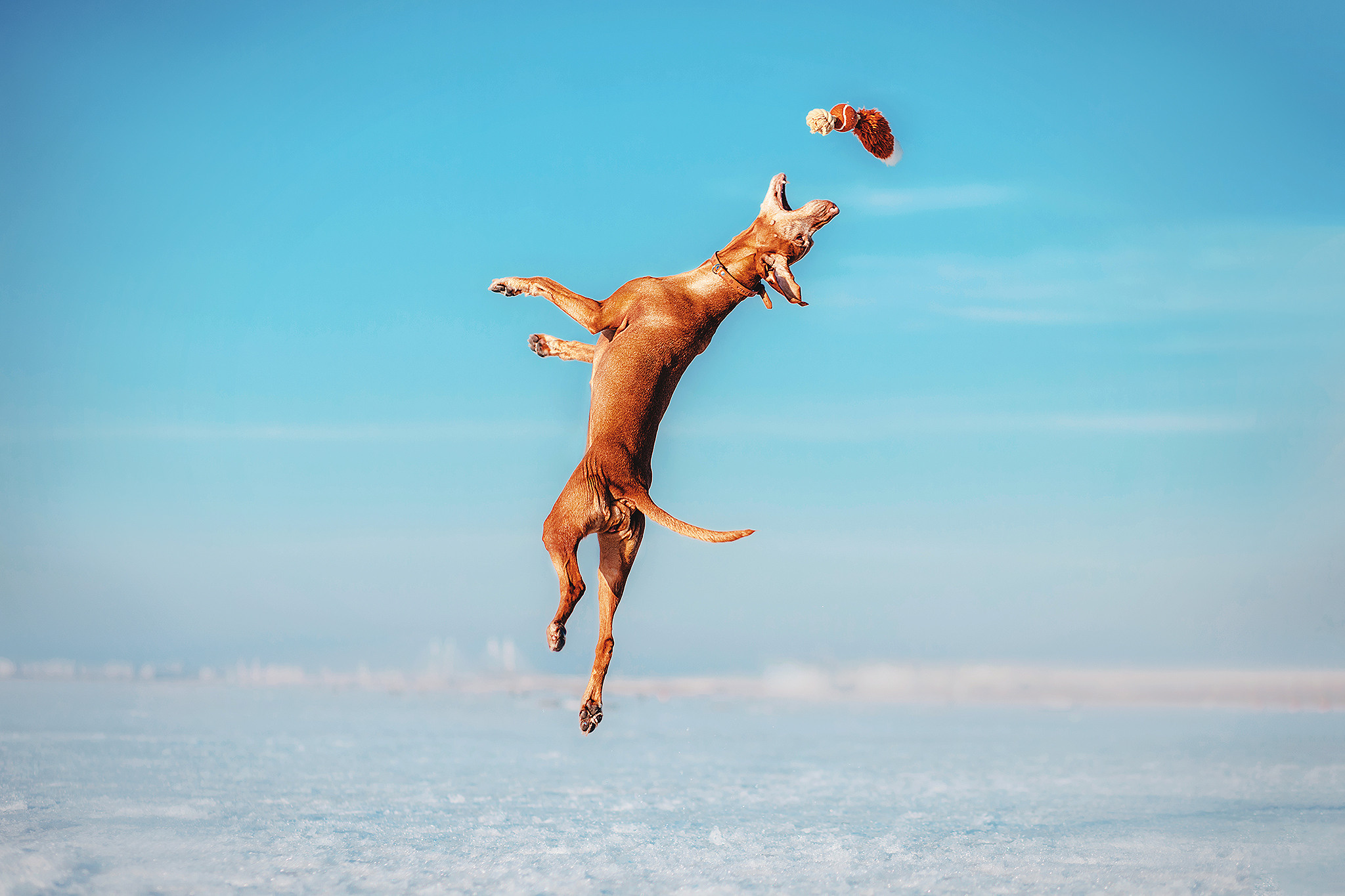 Выжла Паня и Алиса. Фотограф-анималист • love-story • Санкт-Петербург