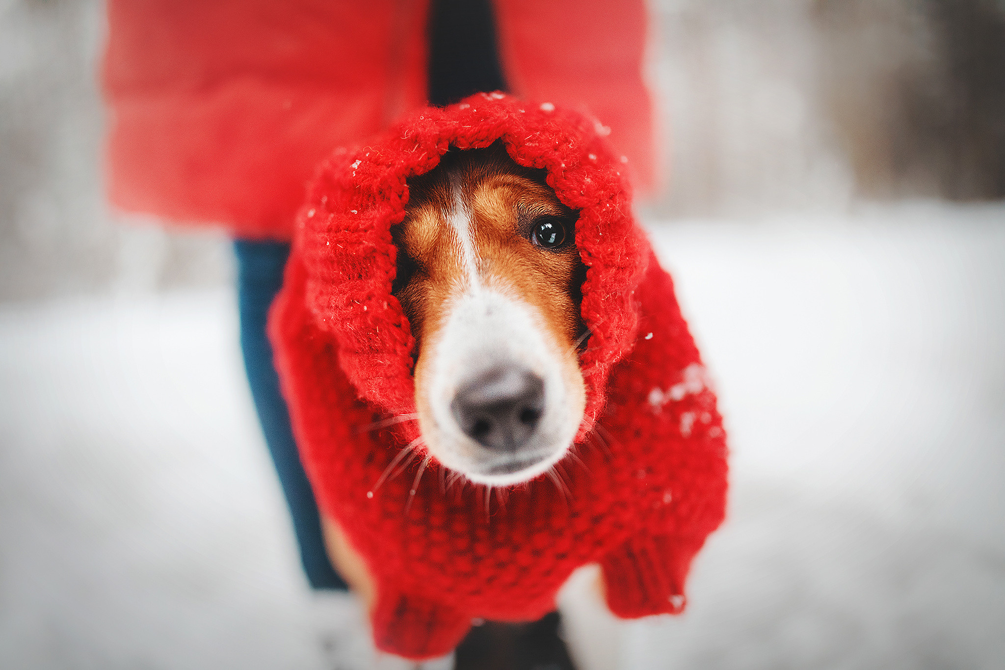 Семейная Юля, Барни и мама. Фотограф-анималист • love-story • Санкт-Петербург