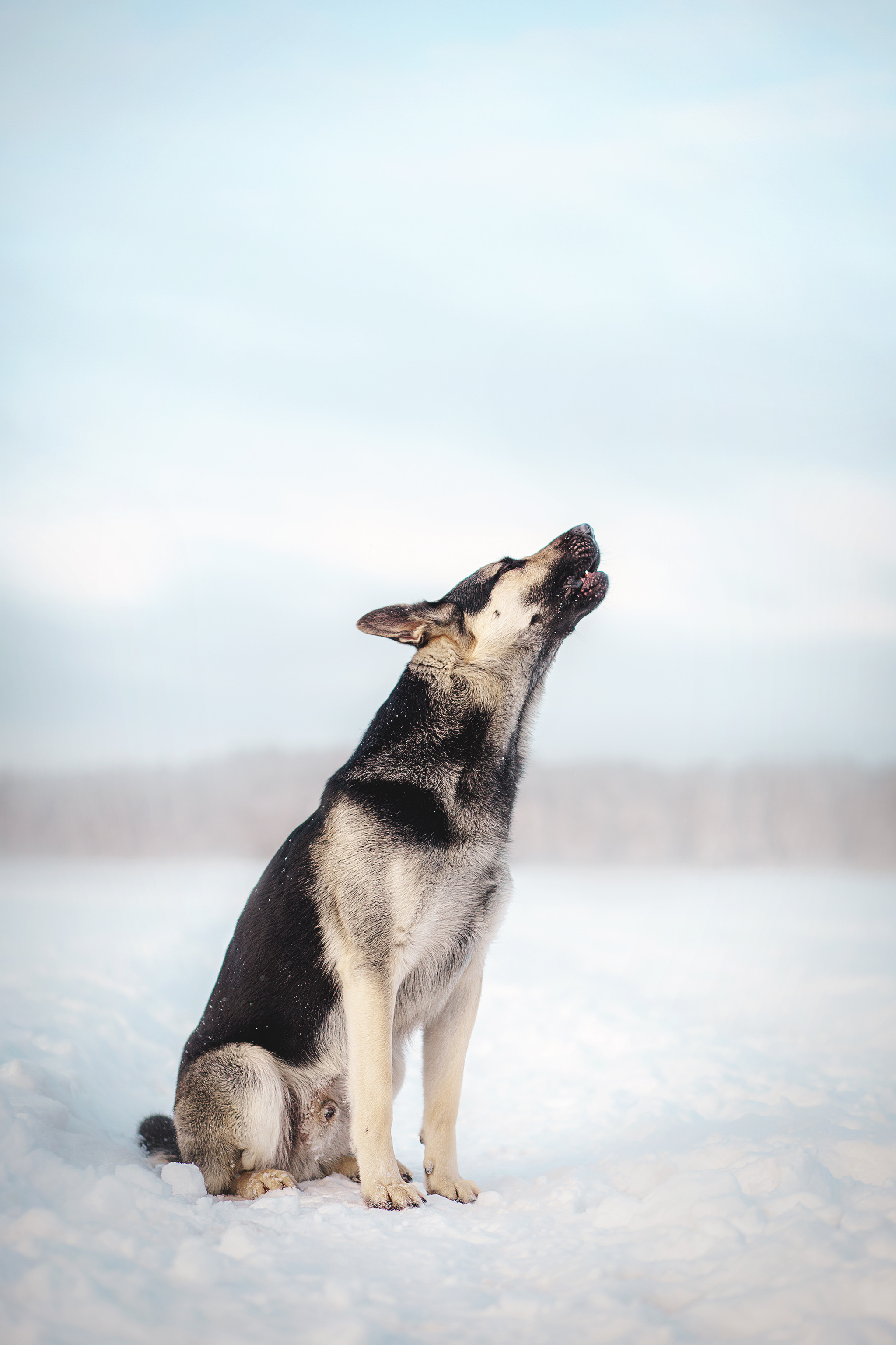 Люмбо и Дина. Фотограф-анималист • love-story • Санкт-Петербург