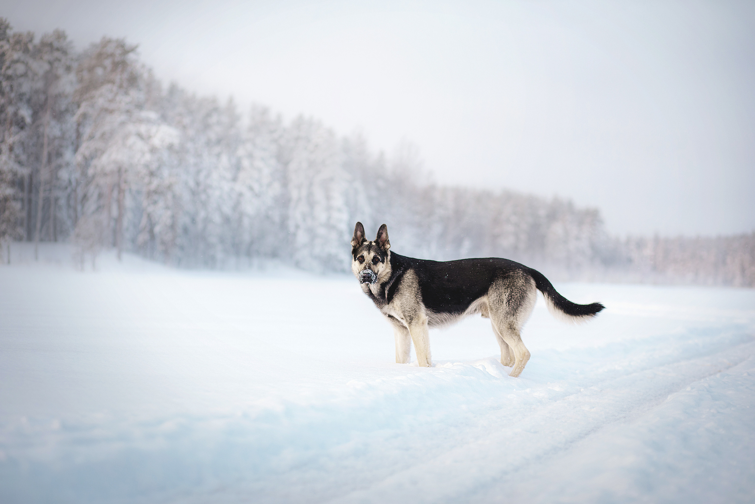 Люмбо и Дина. Фотограф-анималист • love-story • Санкт-Петербург