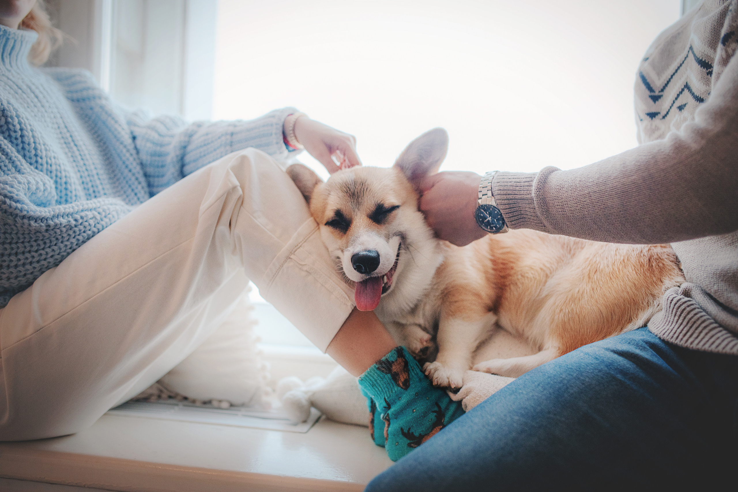 Ребята и Тимка. Фотограф-анималист • love-story • Санкт-Петербург