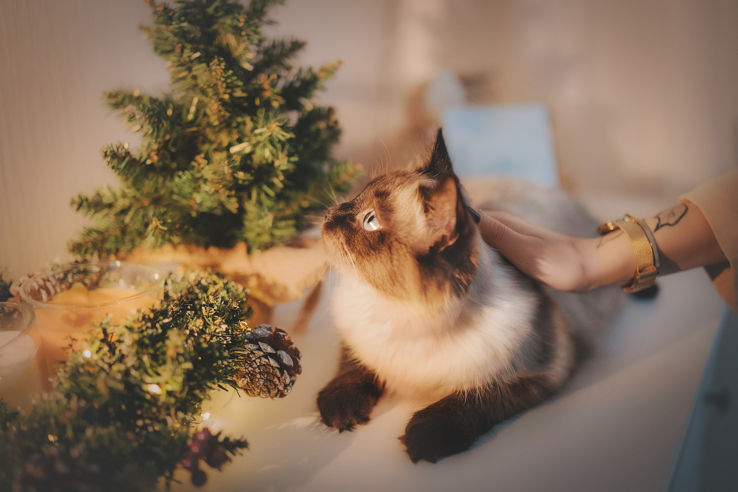 Серия с котиками. Фотограф-анималист • love-story • Санкт-Петербург