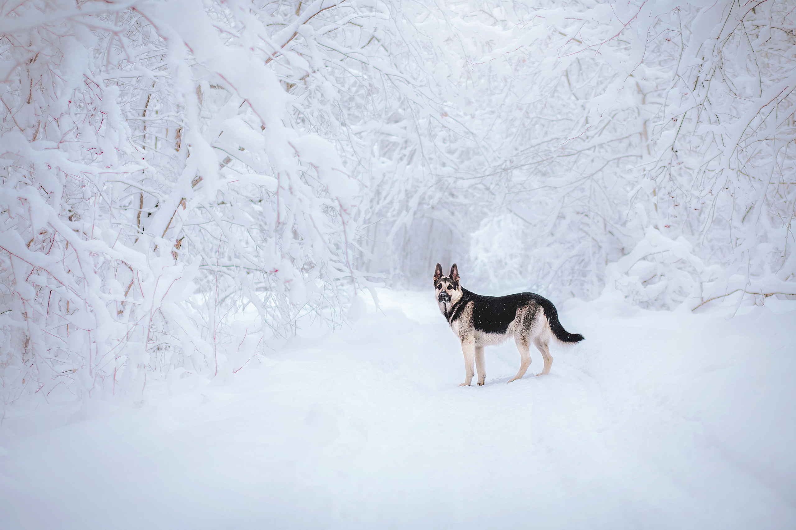 Люмбо и Дина. Фотограф-анималист • love-story • Санкт-Петербург