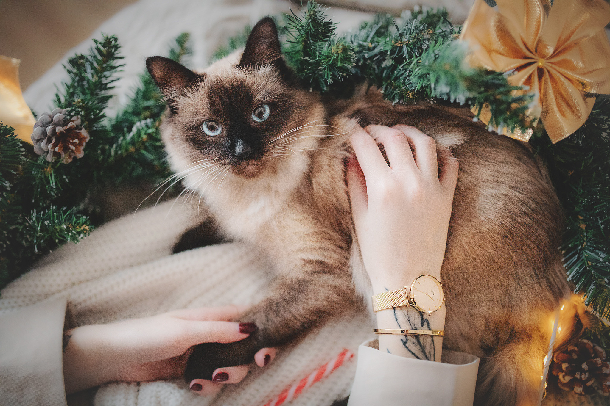 Серия с котиками. Фотограф-анималист • love-story • Санкт-Петербург