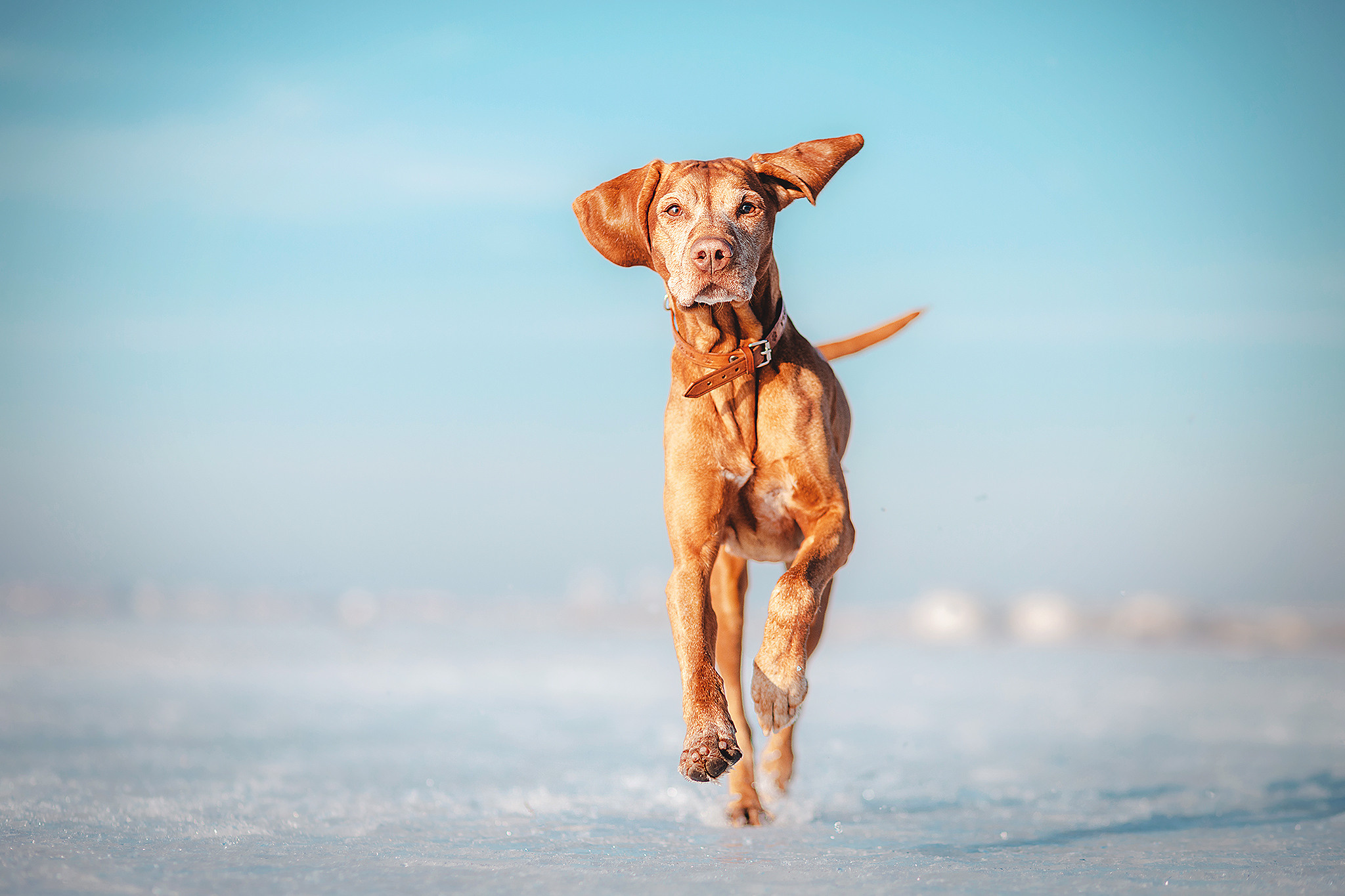 Выжла Паня и Алиса. Фотограф-анималист • love-story • Санкт-Петербург