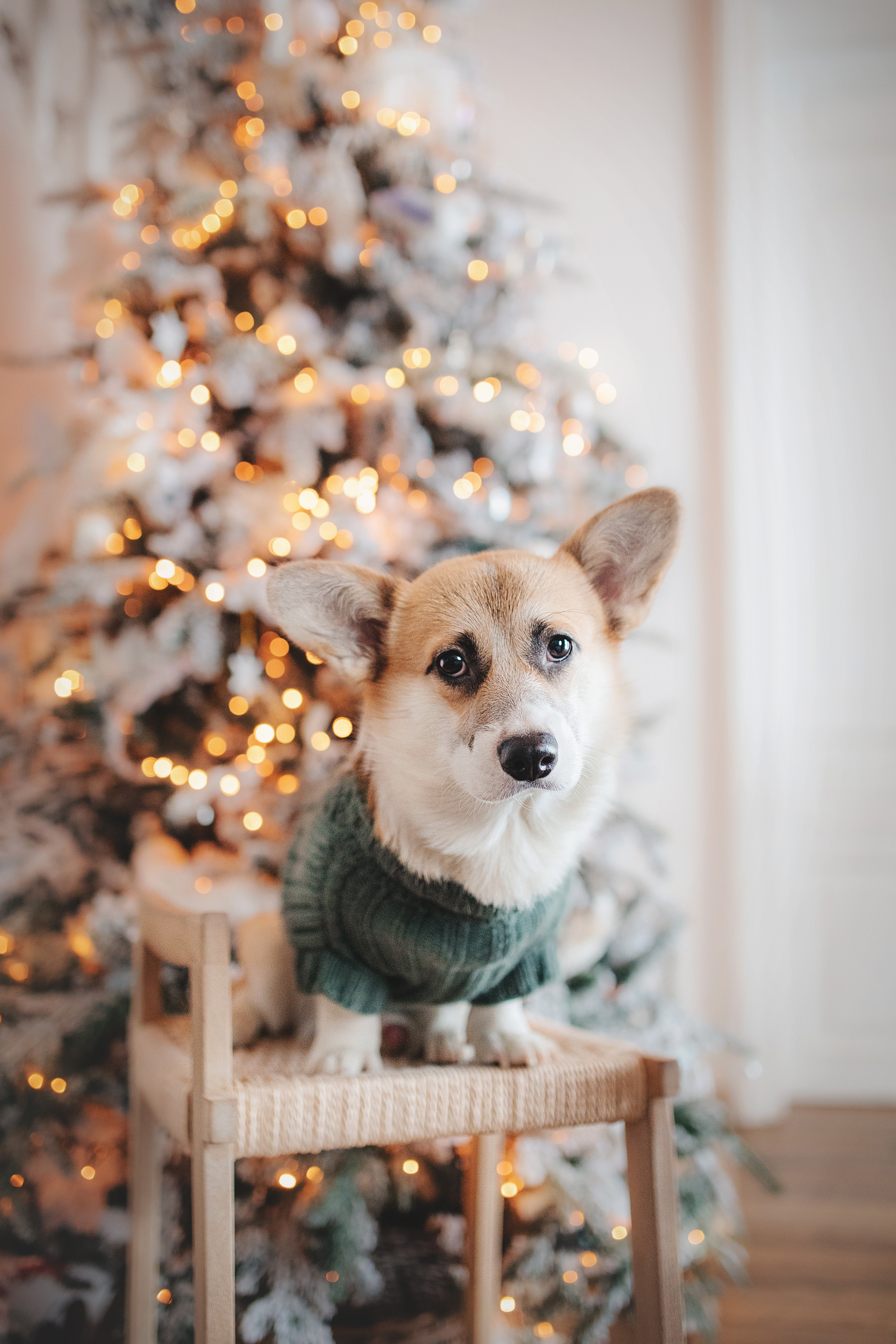 Ребята и Тимка. Фотограф-анималист • love-story • Санкт-Петербург