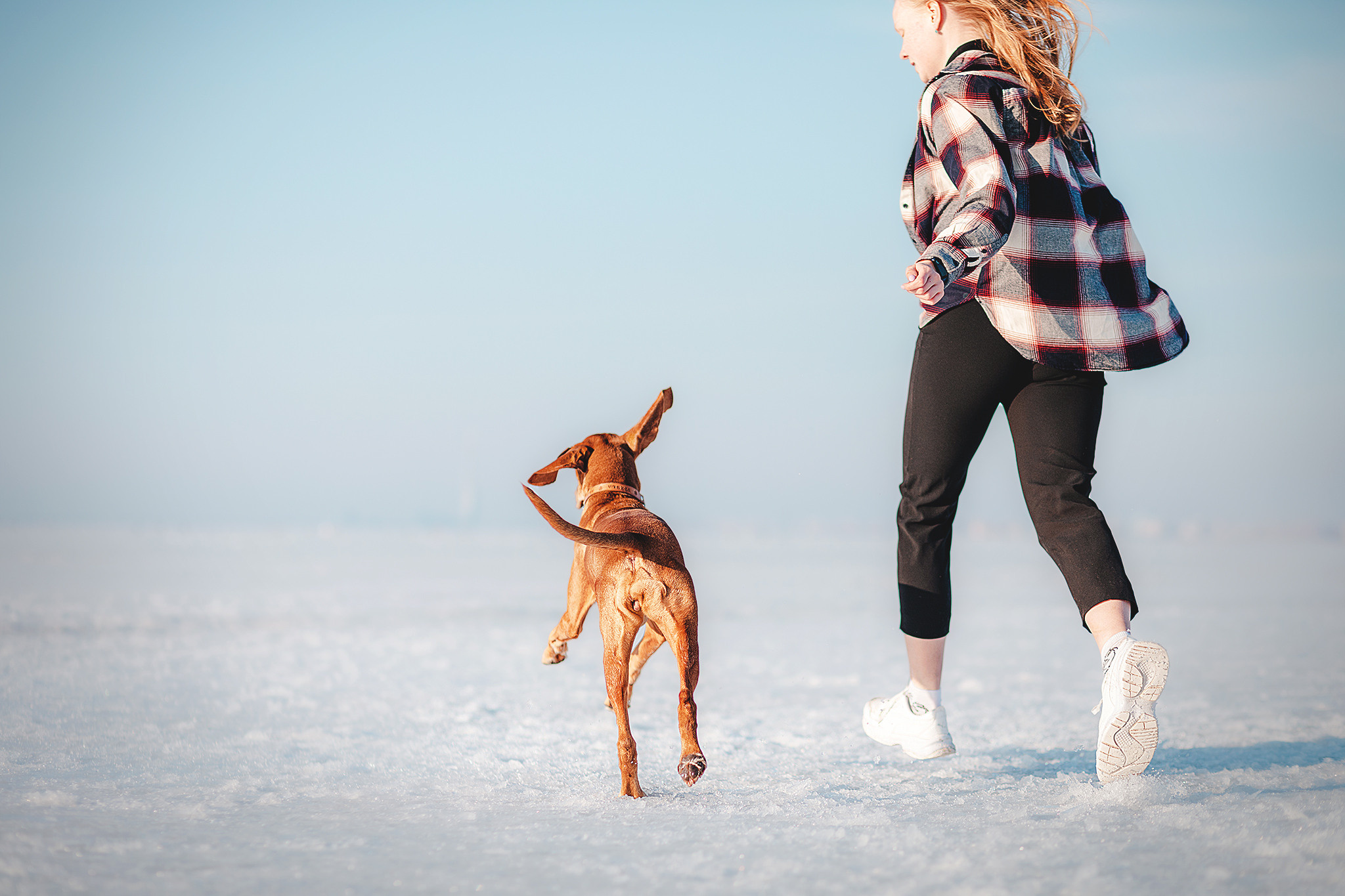Выжла Паня и Алиса. Фотограф-анималист • love-story • Санкт-Петербург