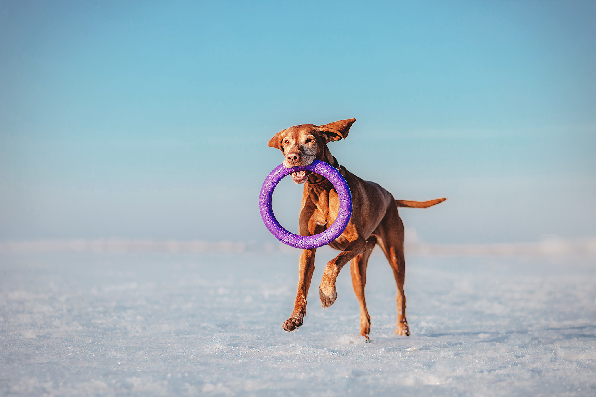 Выжла Паня и Алиса. Фотограф-анималист • love-story • Санкт-Петербург
