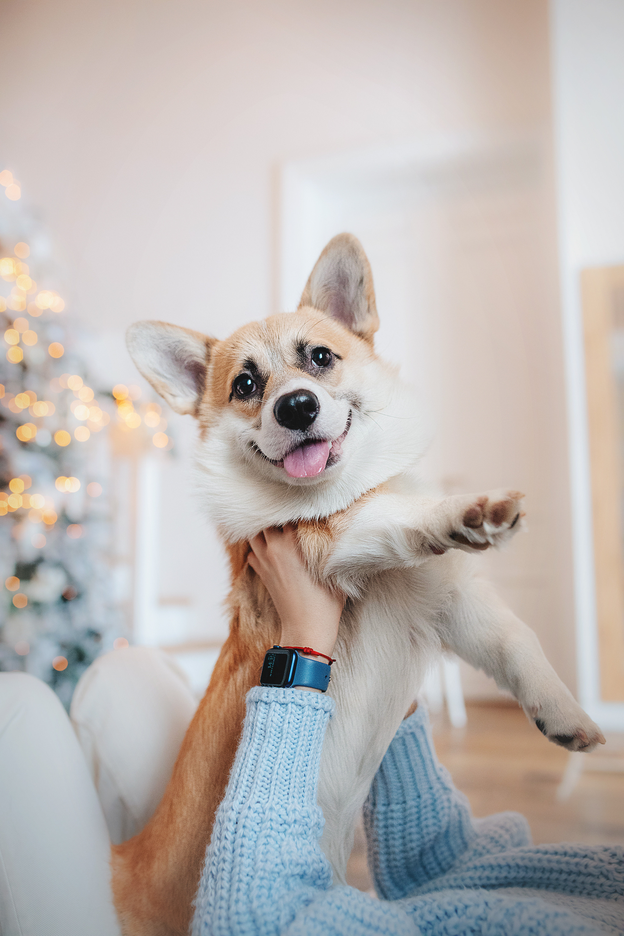 Ребята и Тимка. Фотограф-анималист • love-story • Санкт-Петербург