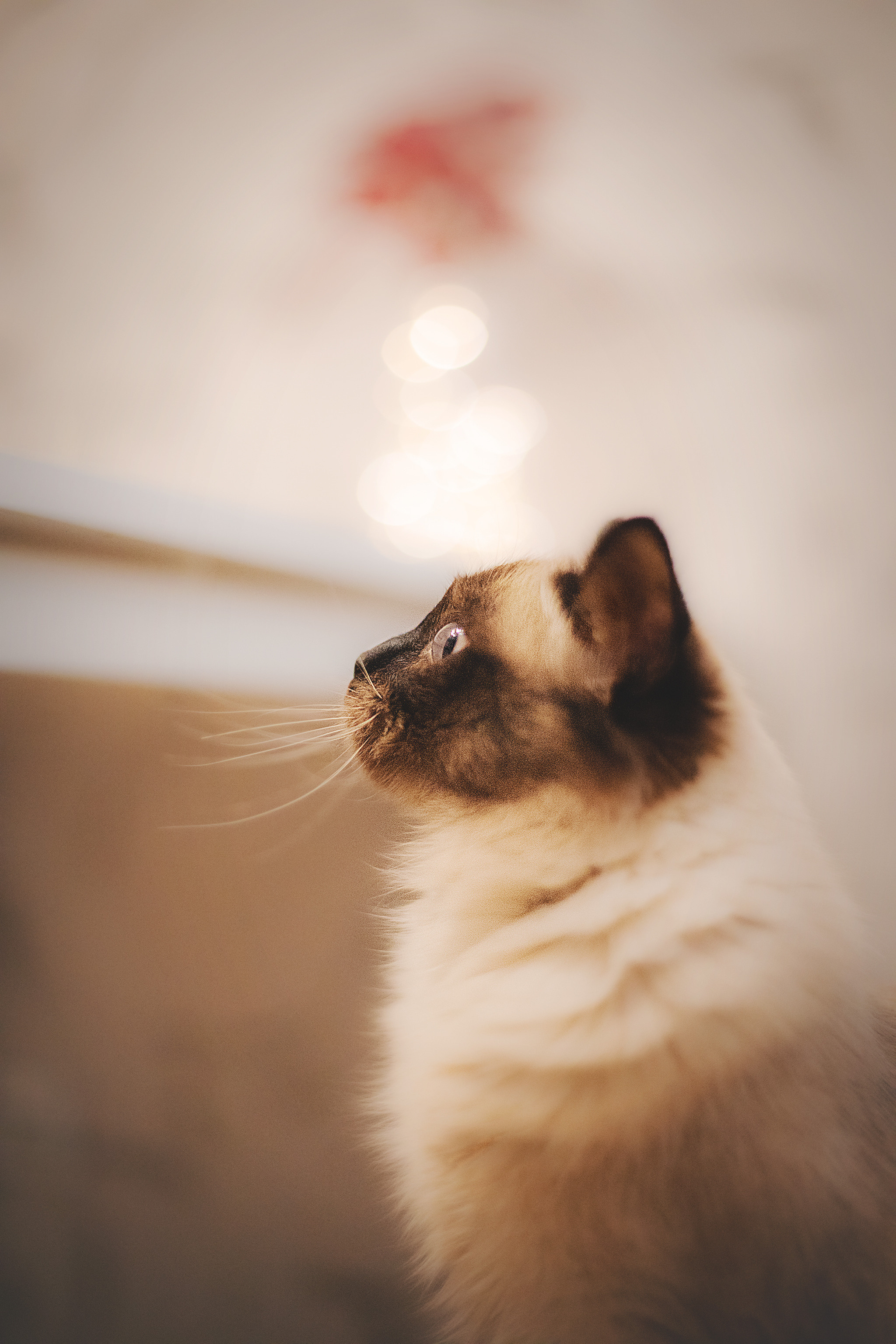 Серия с котиками. Фотограф-анималист • love-story • Санкт-Петербург