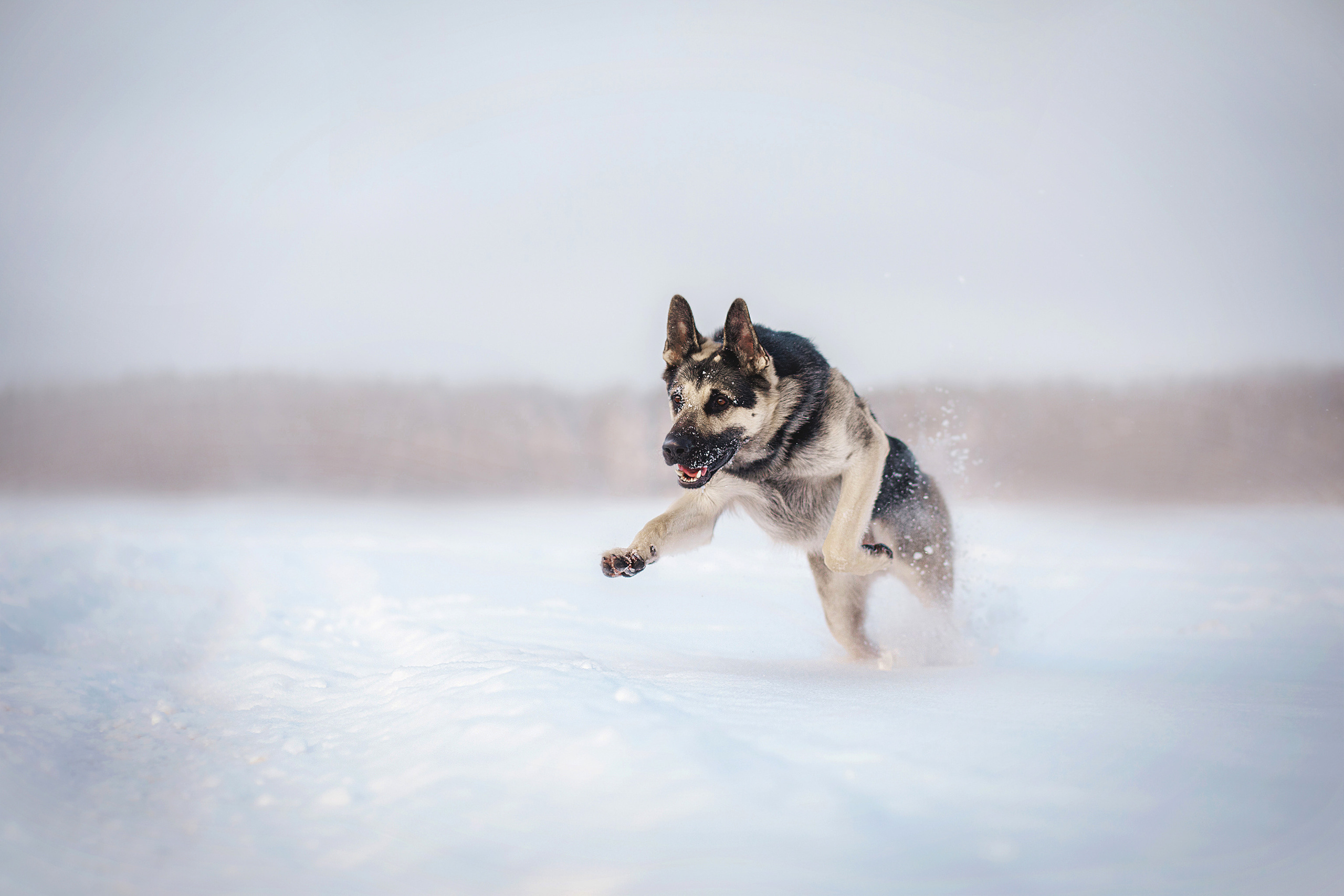 Люмбо и Дина. Фотограф-анималист • love-story • Санкт-Петербург