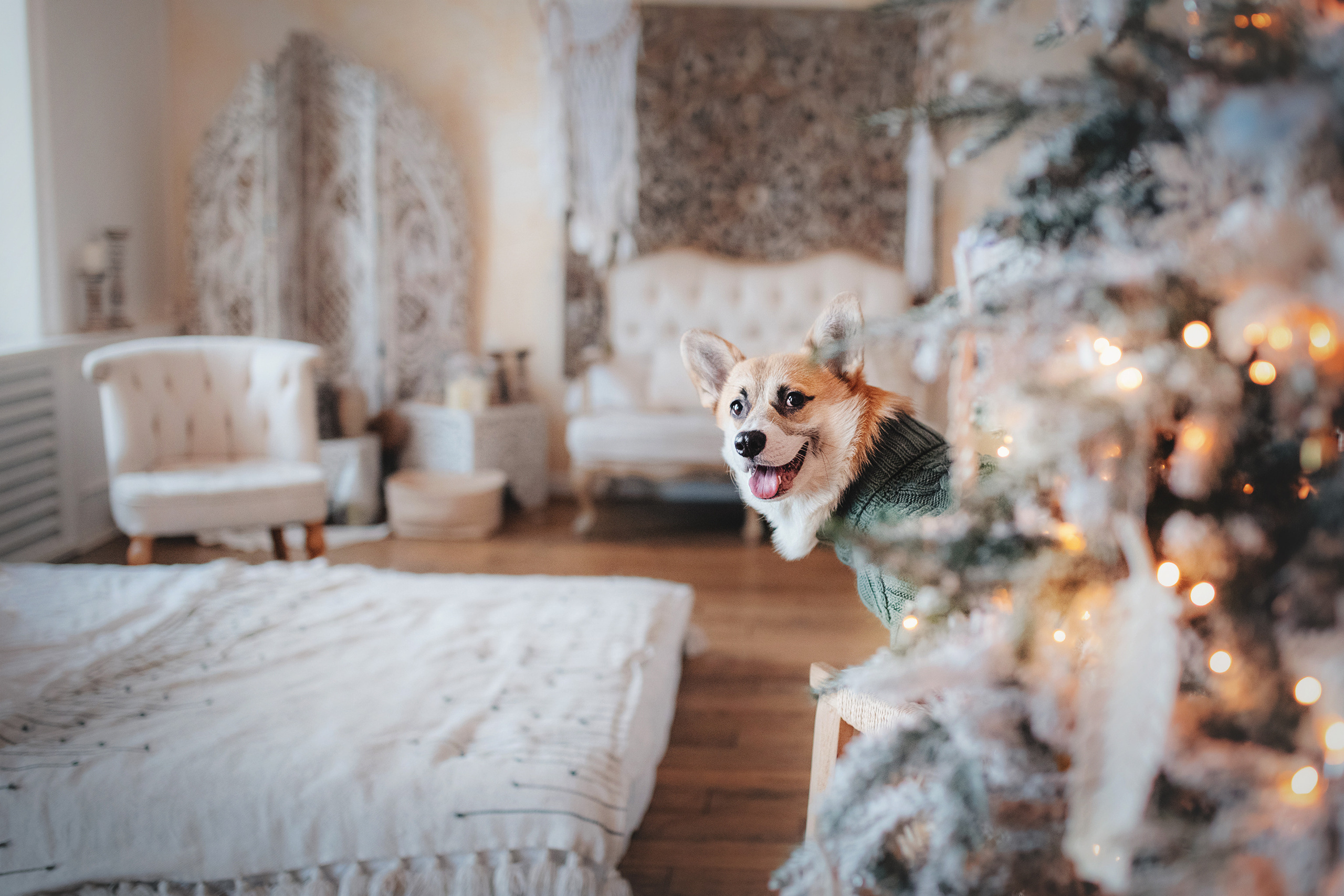 Ребята и Тимка. Фотограф-анималист • love-story • Санкт-Петербург