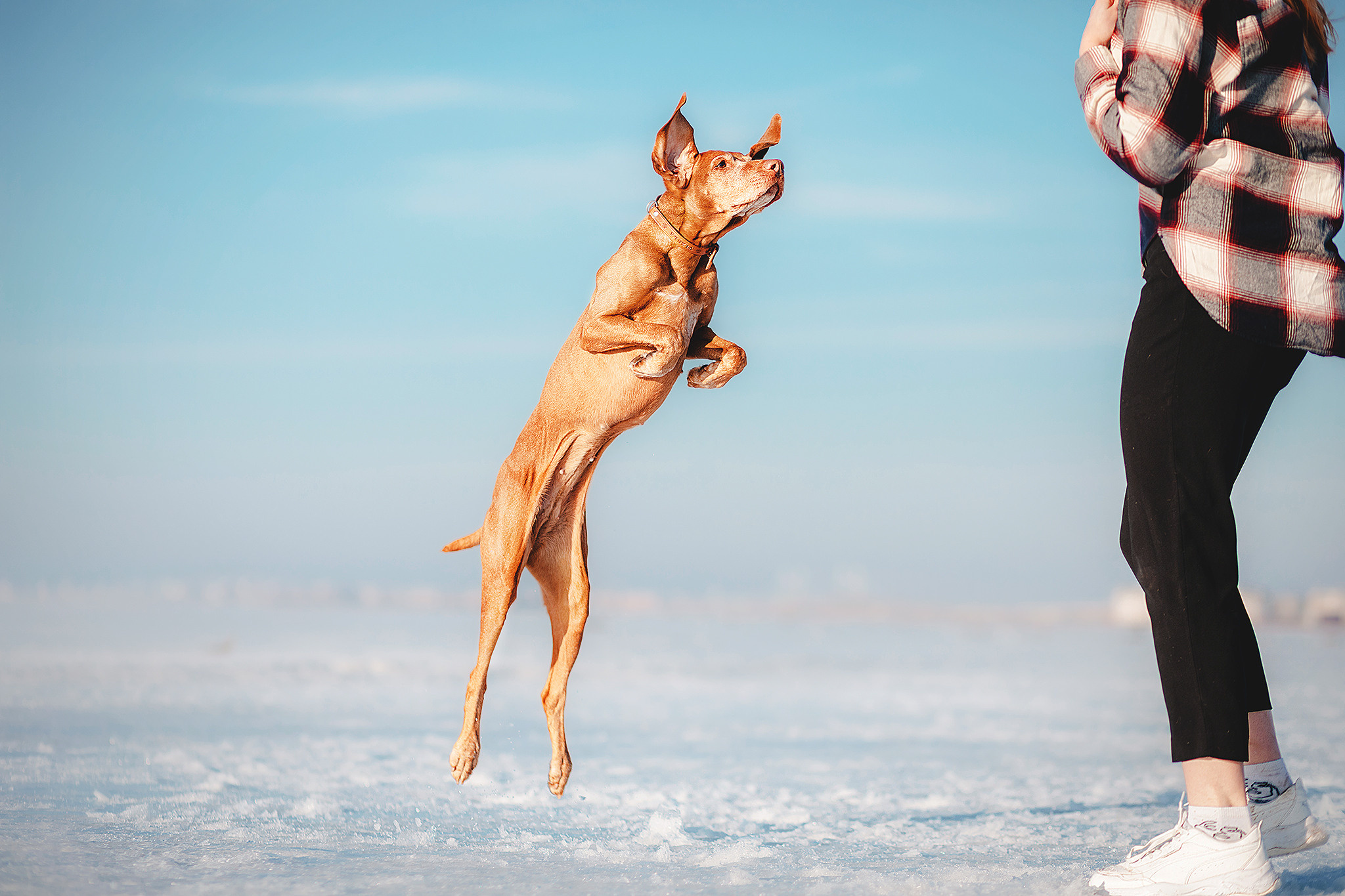 Выжла Паня и Алиса. Фотограф-анималист • love-story • Санкт-Петербург