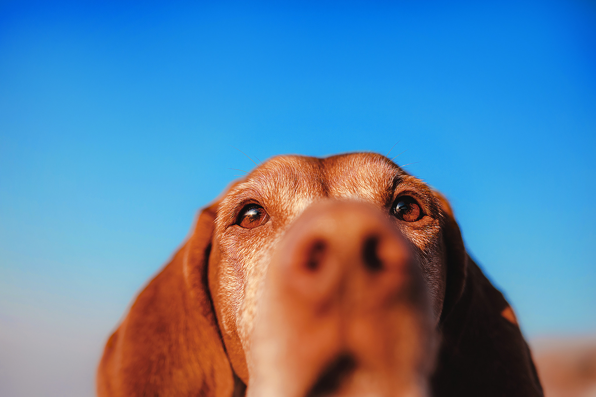 Выжла Паня и Алиса. Фотограф-анималист • love-story • Санкт-Петербург